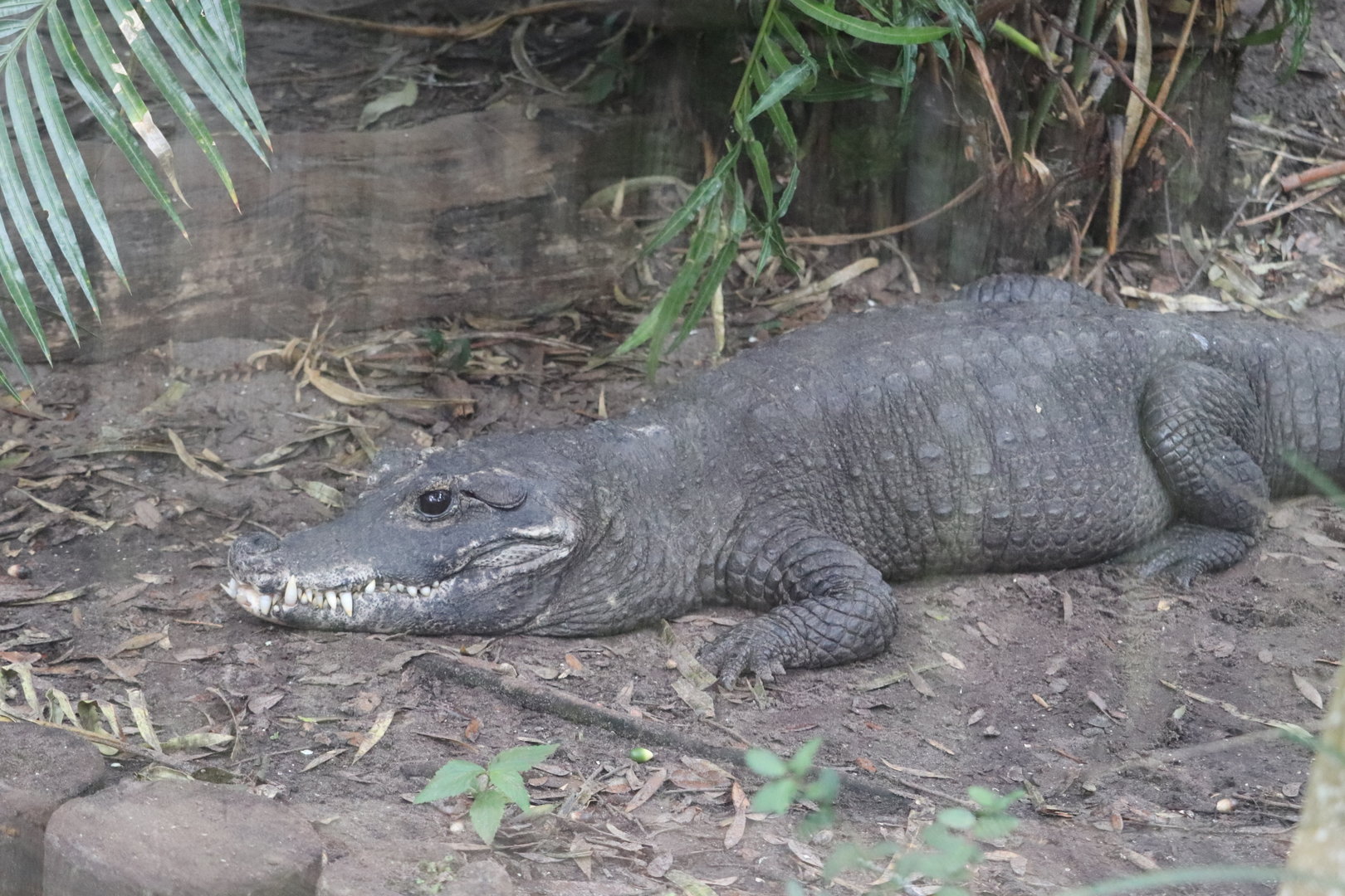 Land of Crocodiles - Dwarf Crocodile