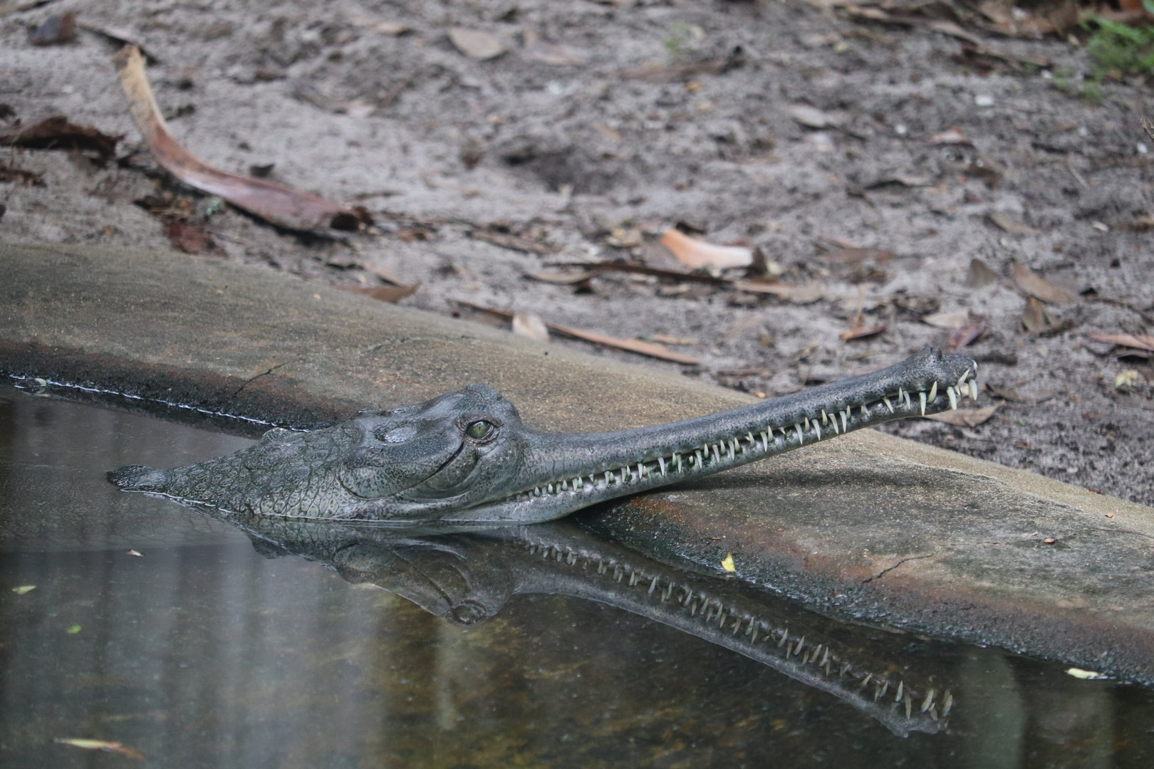 Land of Crocodiles - Gharial