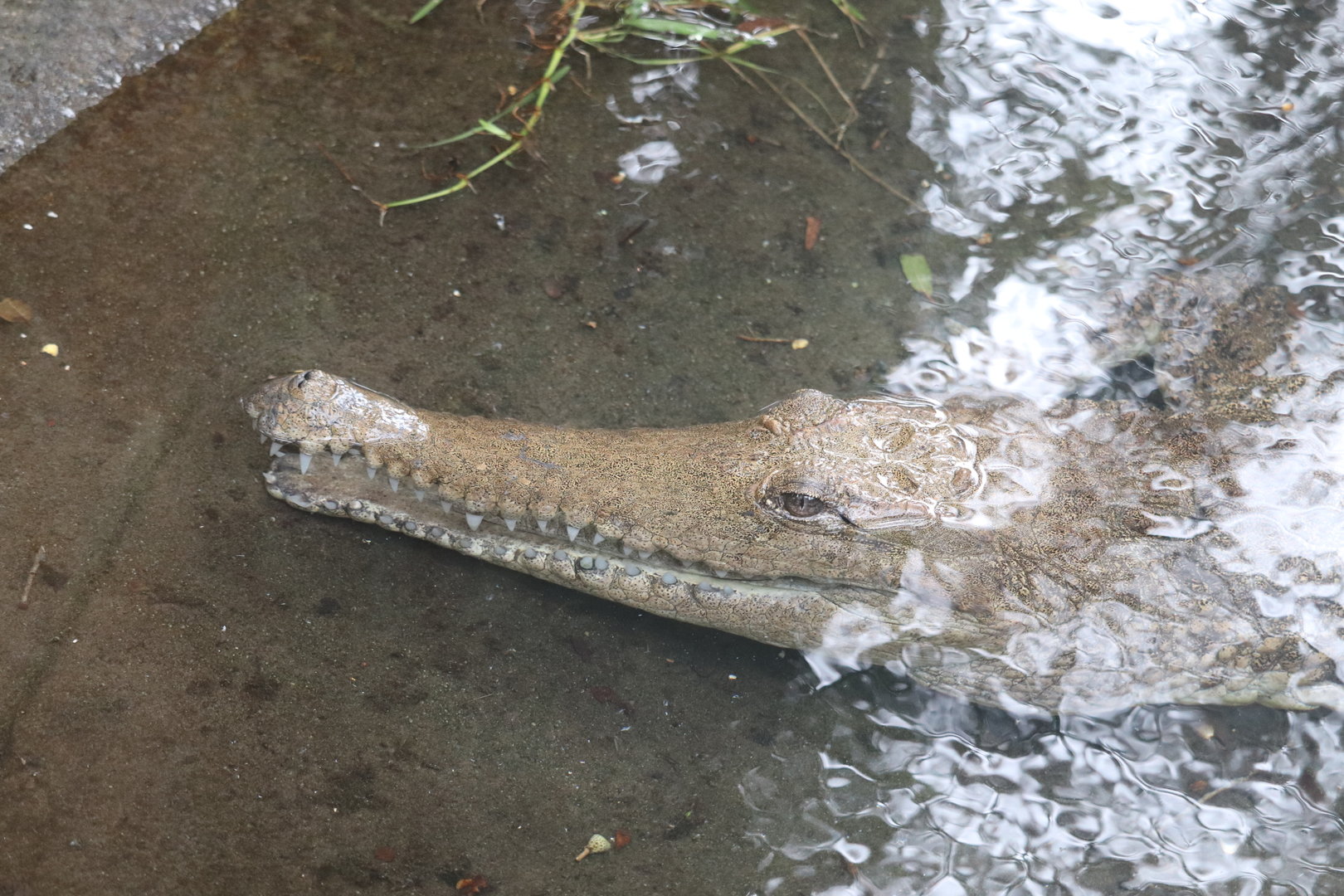 Land of Crocodiles - Johnston's Crocodile