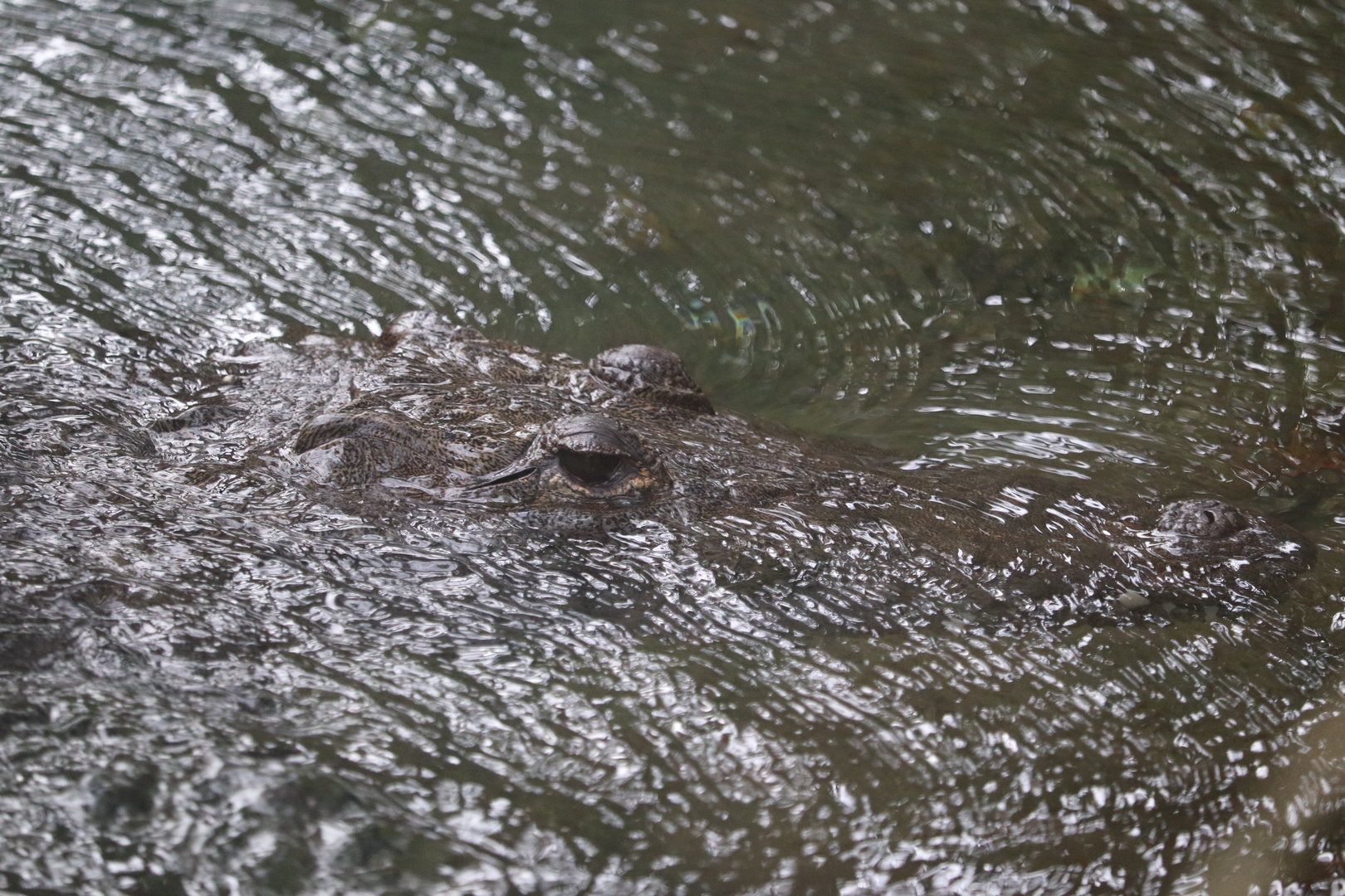 Land of Crocodiles - Morelet’s Crocodile