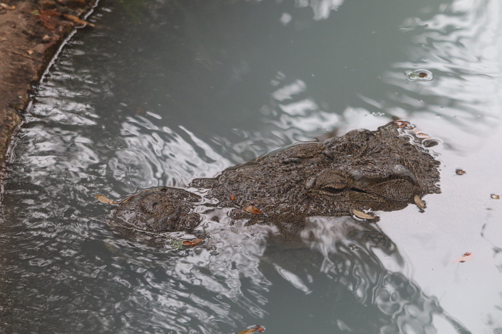 Land of Crocodiles - Mugger Crocodile