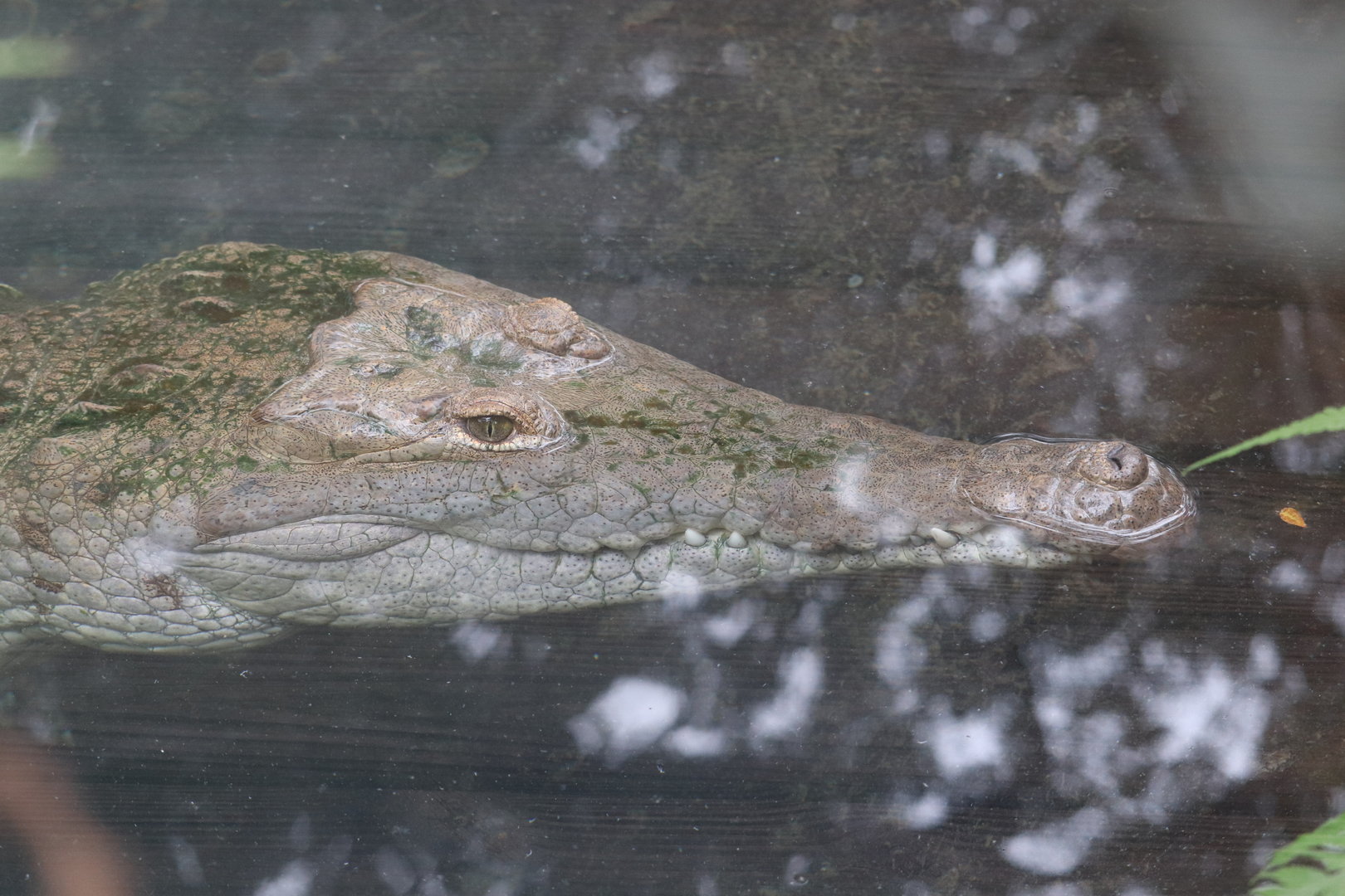 Land of Crocodiles - Orinoco crocodile