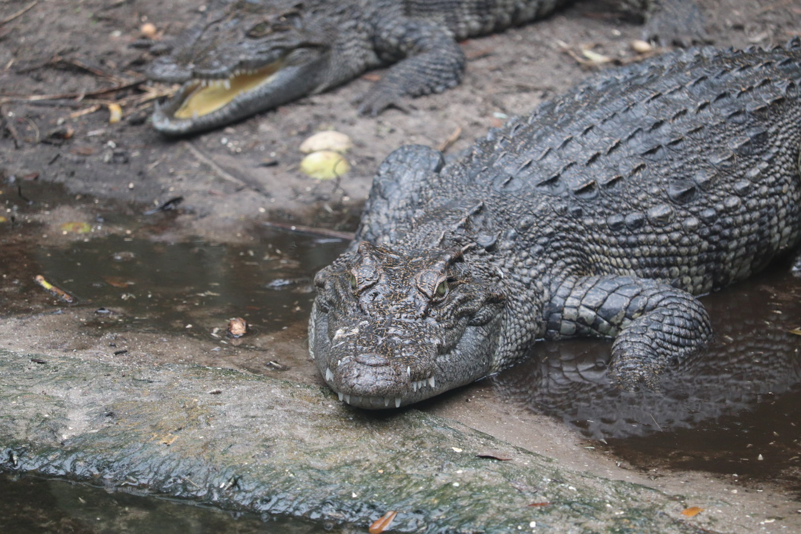 Land of Crocodiles - Siamese Crocodile