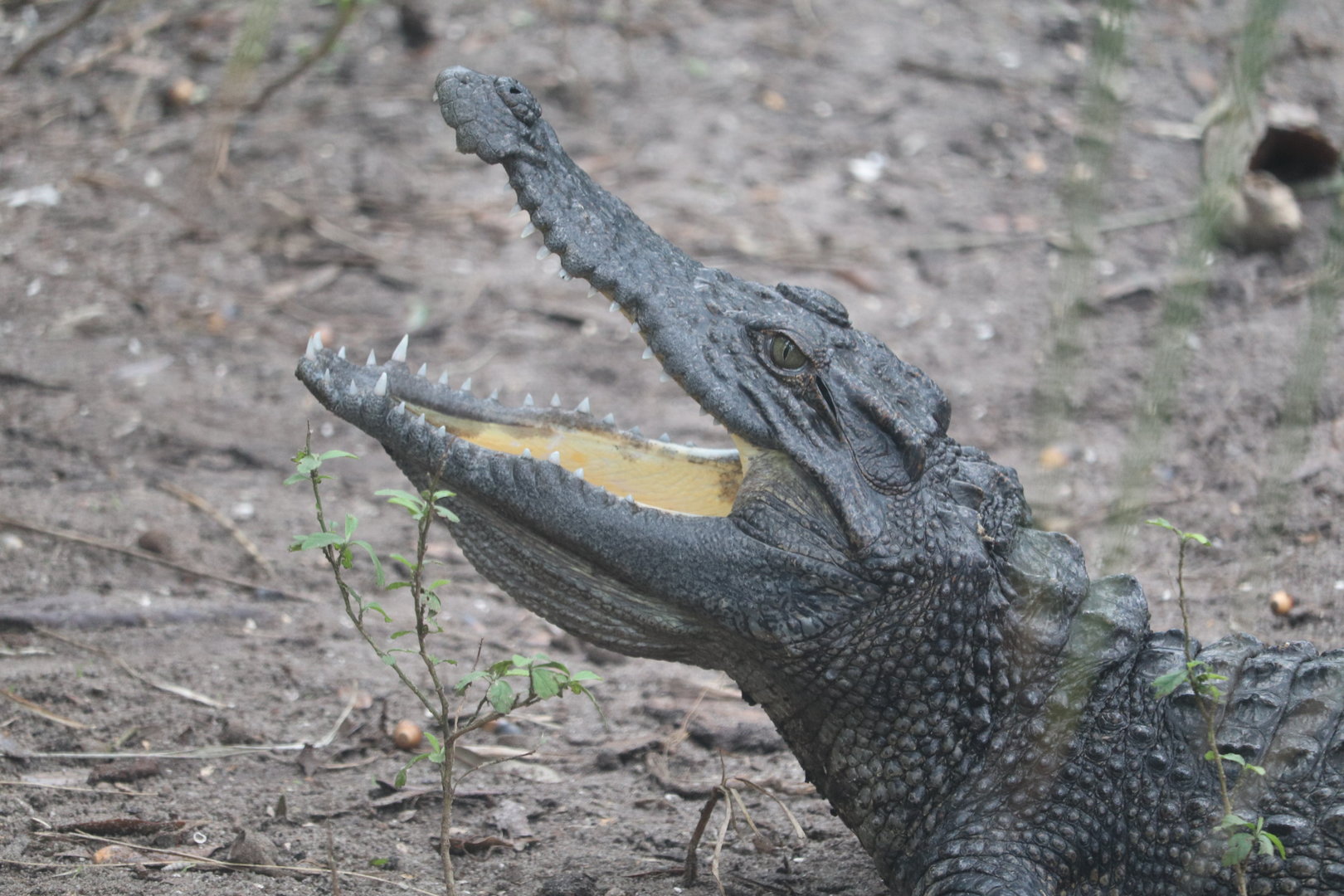 Land of Crocodiles - Siamese Crocodile