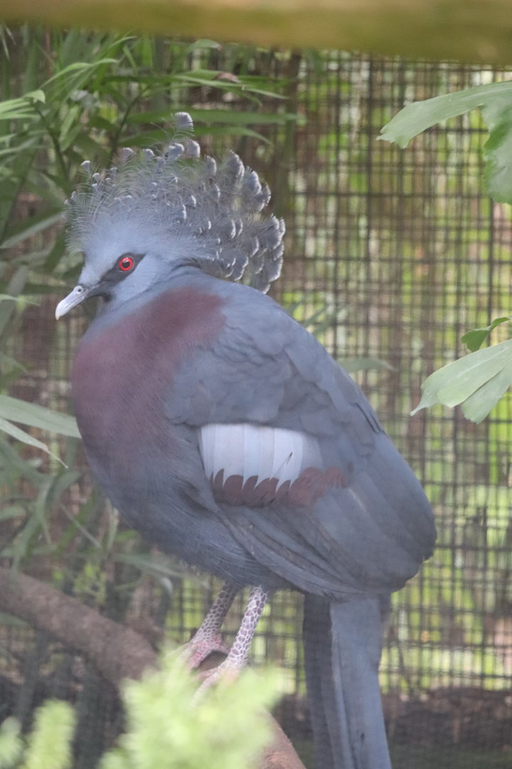 Land of Crocodiles - Victoria Crowned Pigeon