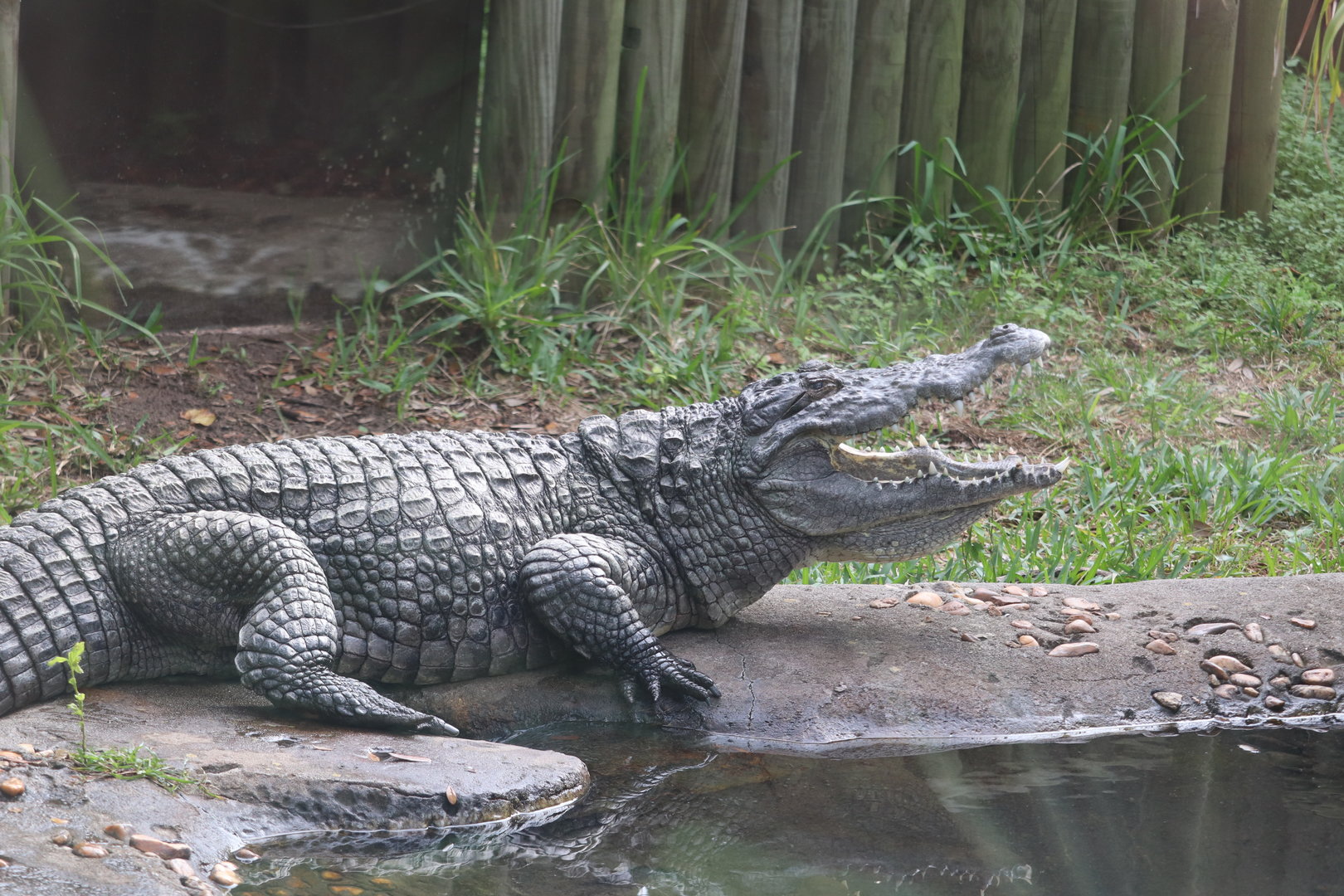 Land of Crocodiles - West African Crocodile