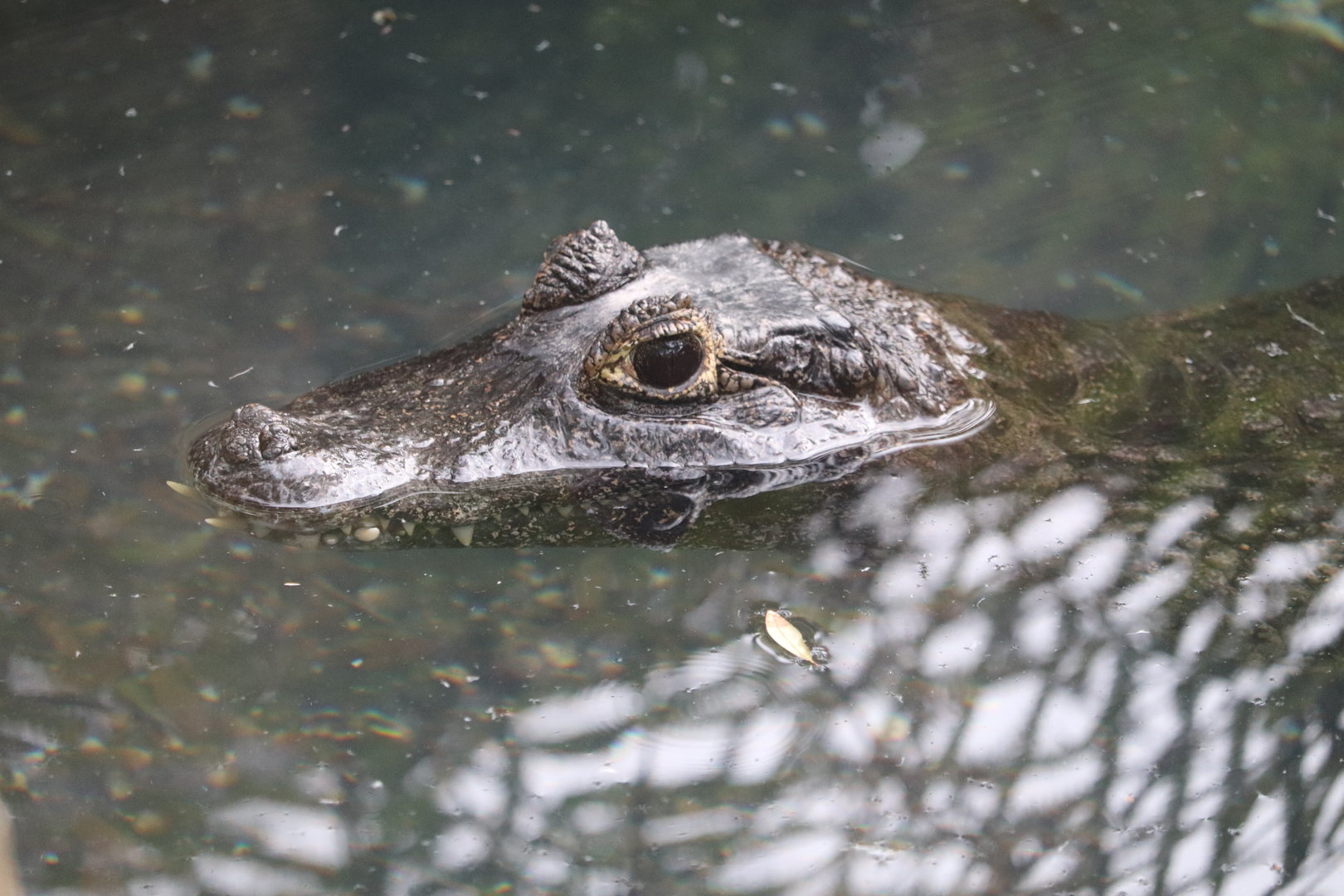 Land of Crocodiles - Yacare Caiman