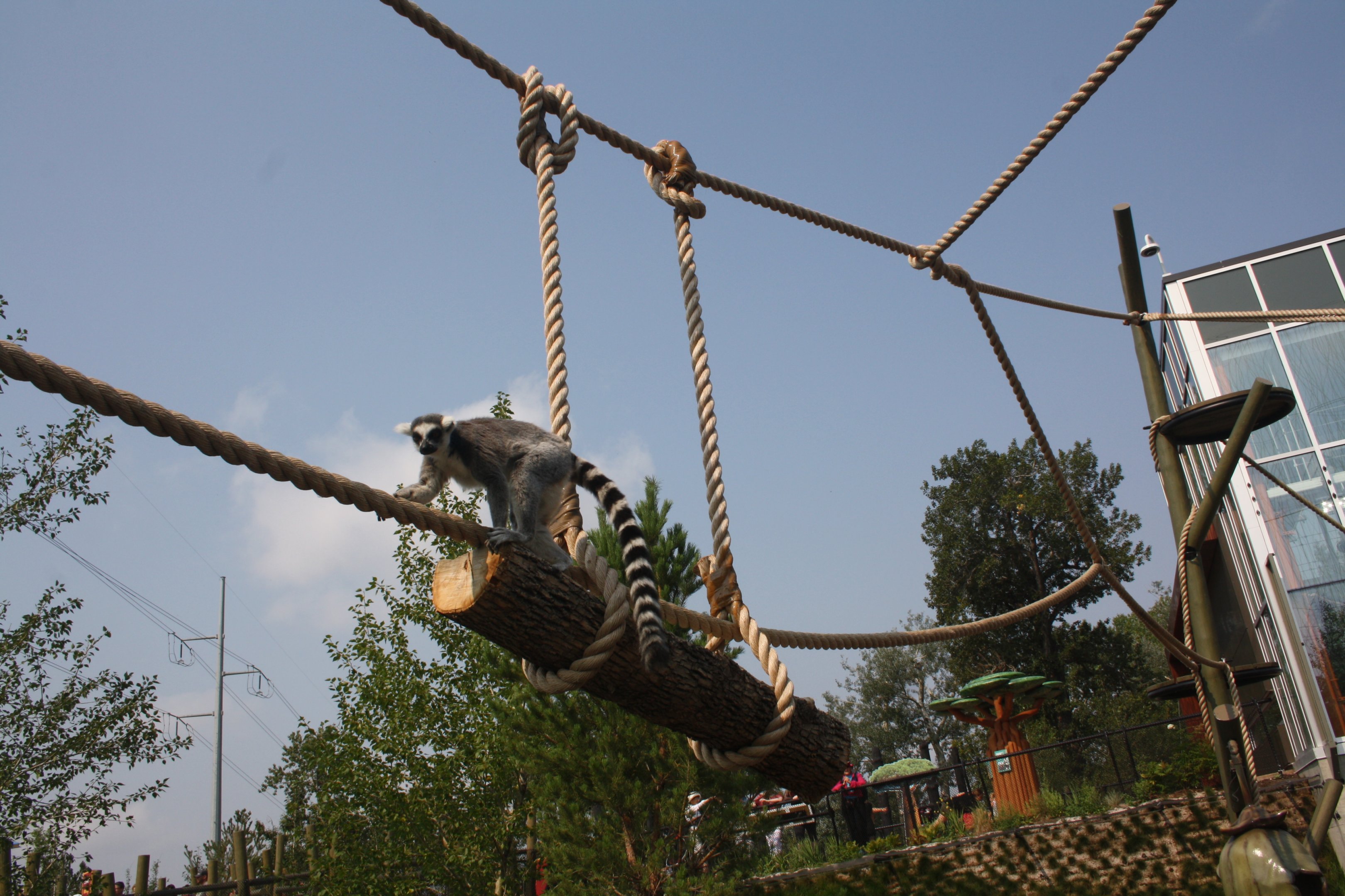 Land of Lemurs (New in 2017 and costing $8 million) - Walk-Through Exhibit