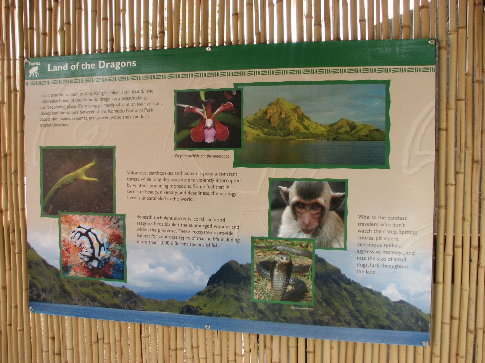 Land of the Dragons - Graphics