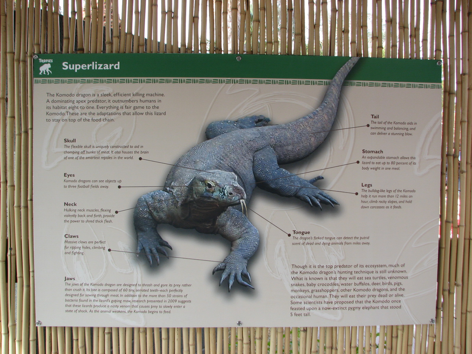 Land of the Dragons - Graphics