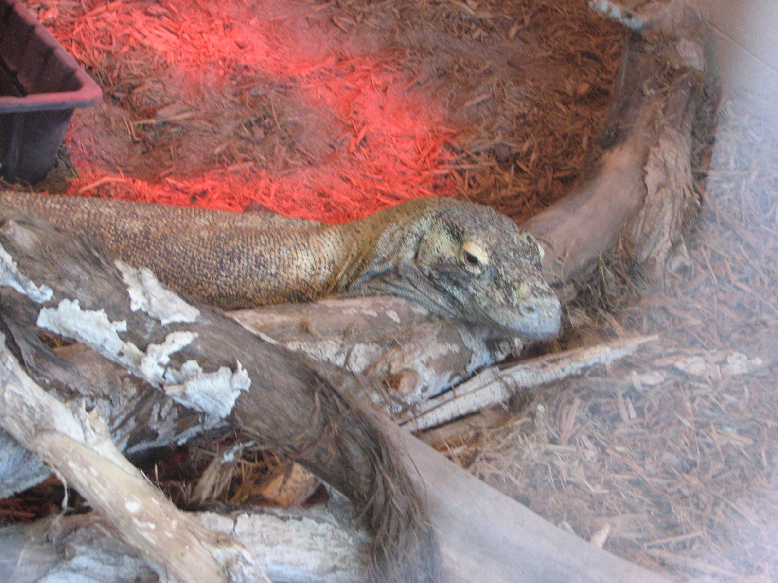 Land of the Dragons - Komodo Dragon