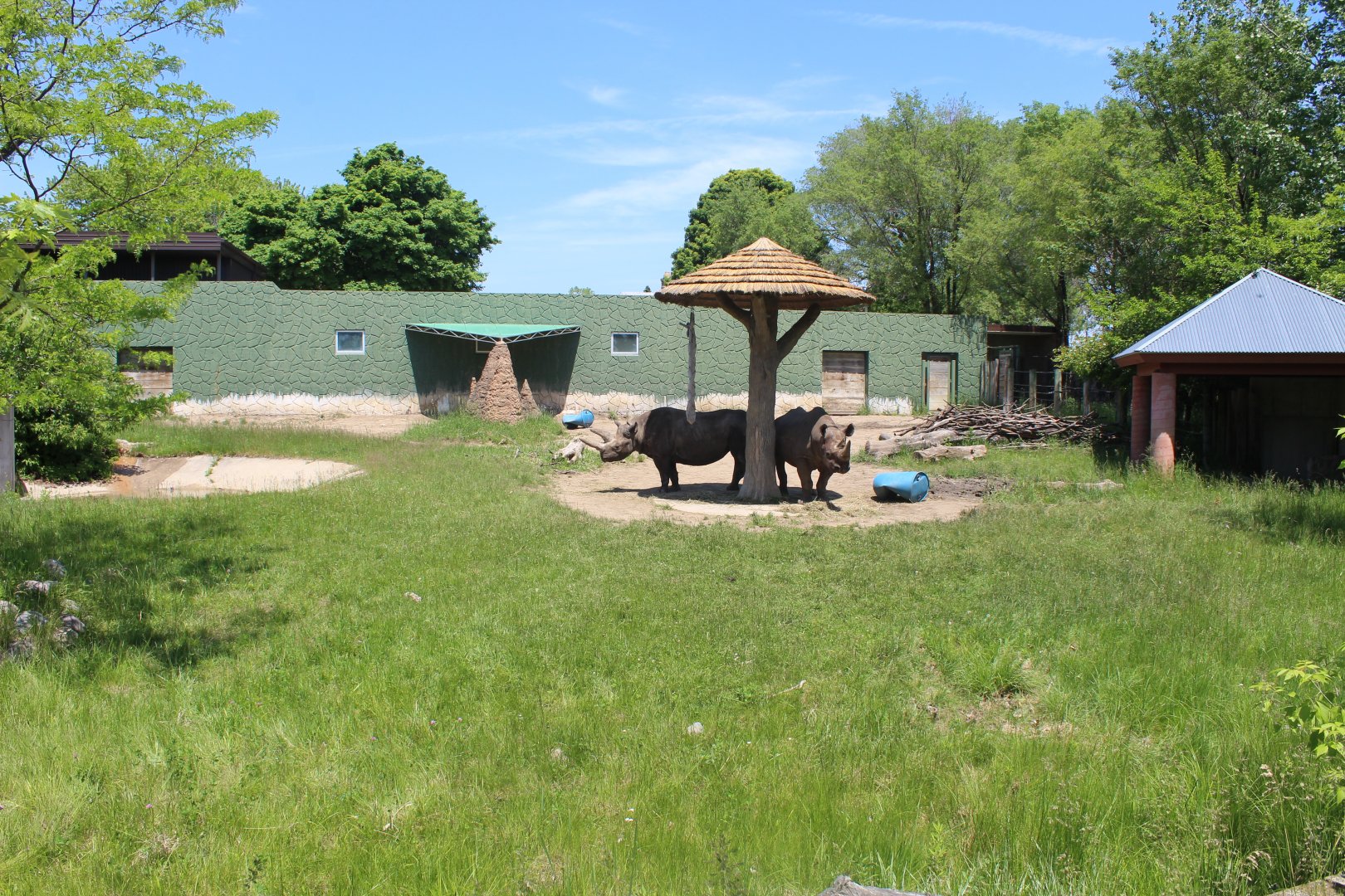 Land of the Giants - Black Rhino Exhibit