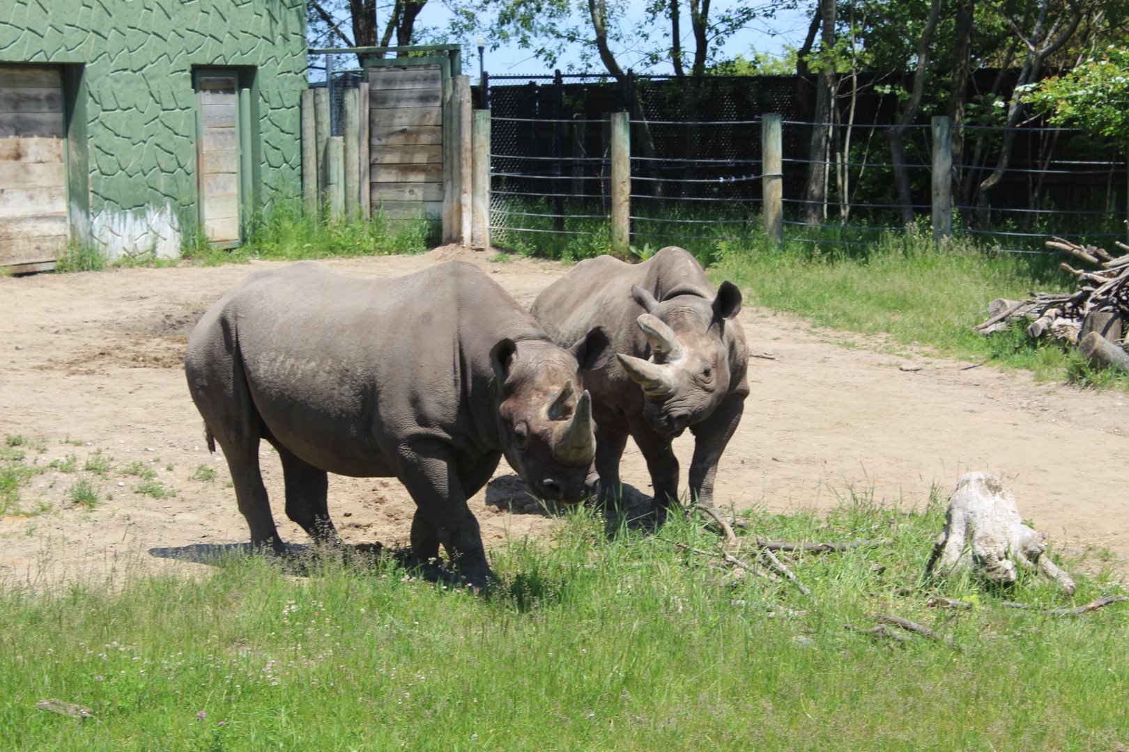 Land of the Giants - Black Rhinos