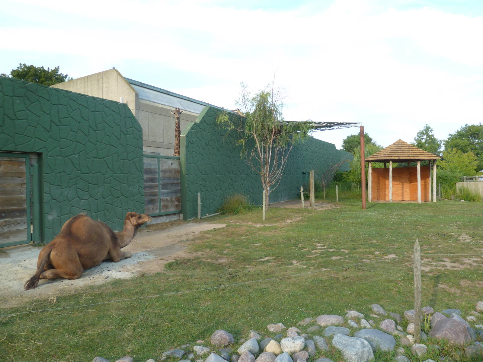 Land of the Giants - Dromedary Exhibit (see the giraffe?)