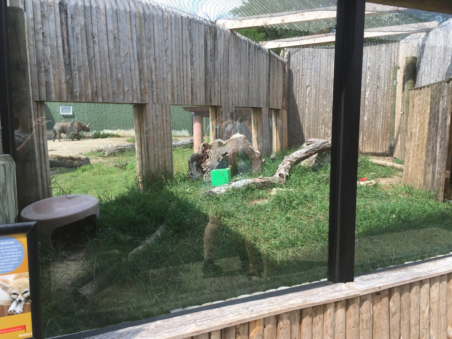 Land of the Giants- Fennec Fox Exhibit