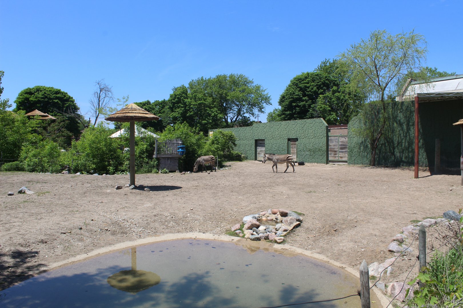 Land of the Giants - Hartmans Mountain Zebra Exhibit