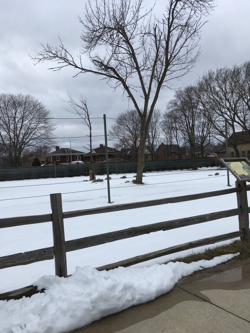 Land of the Giants - Masai Giraffe Exhibit