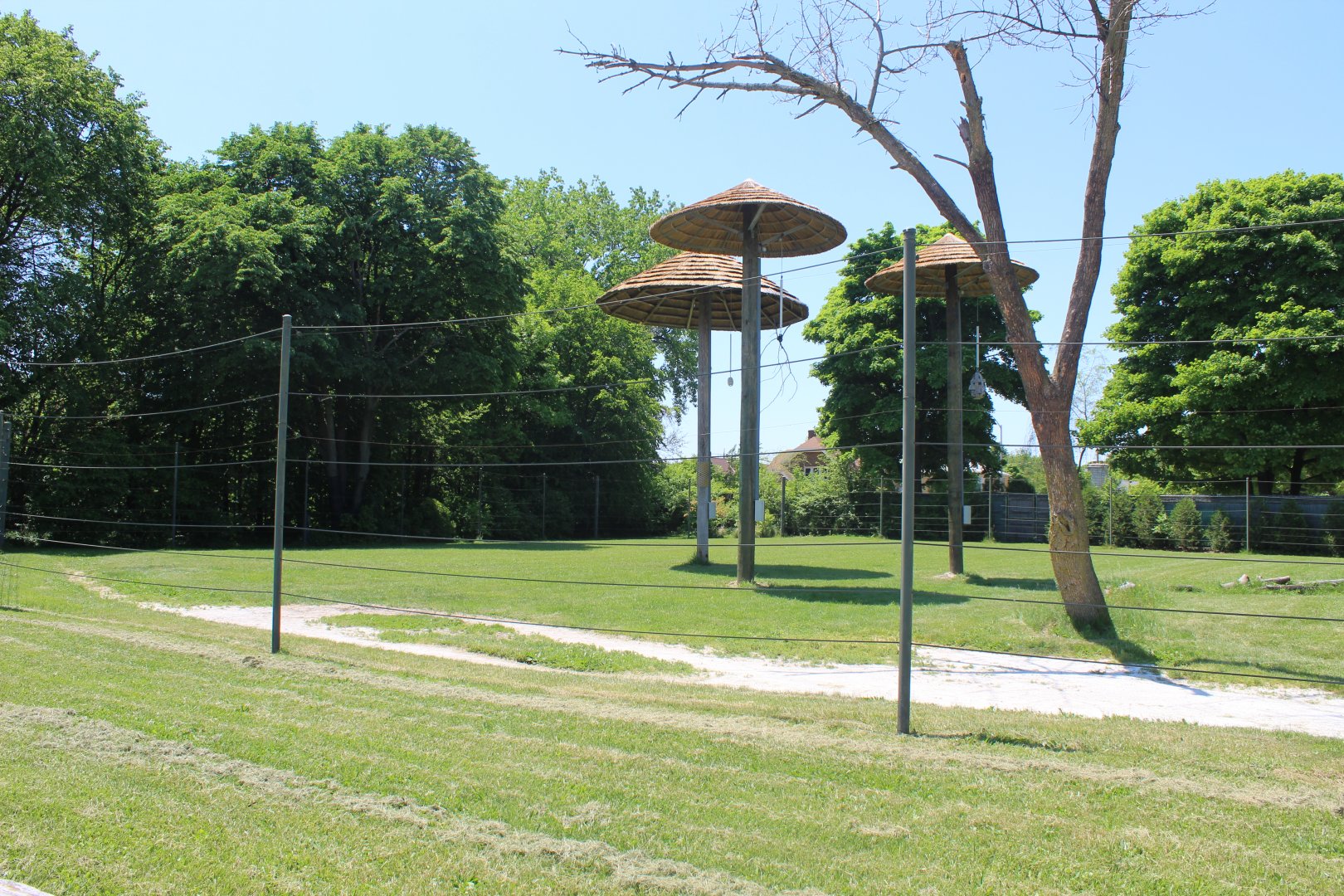 Land of the Giants - Masai Giraffe Exhibit