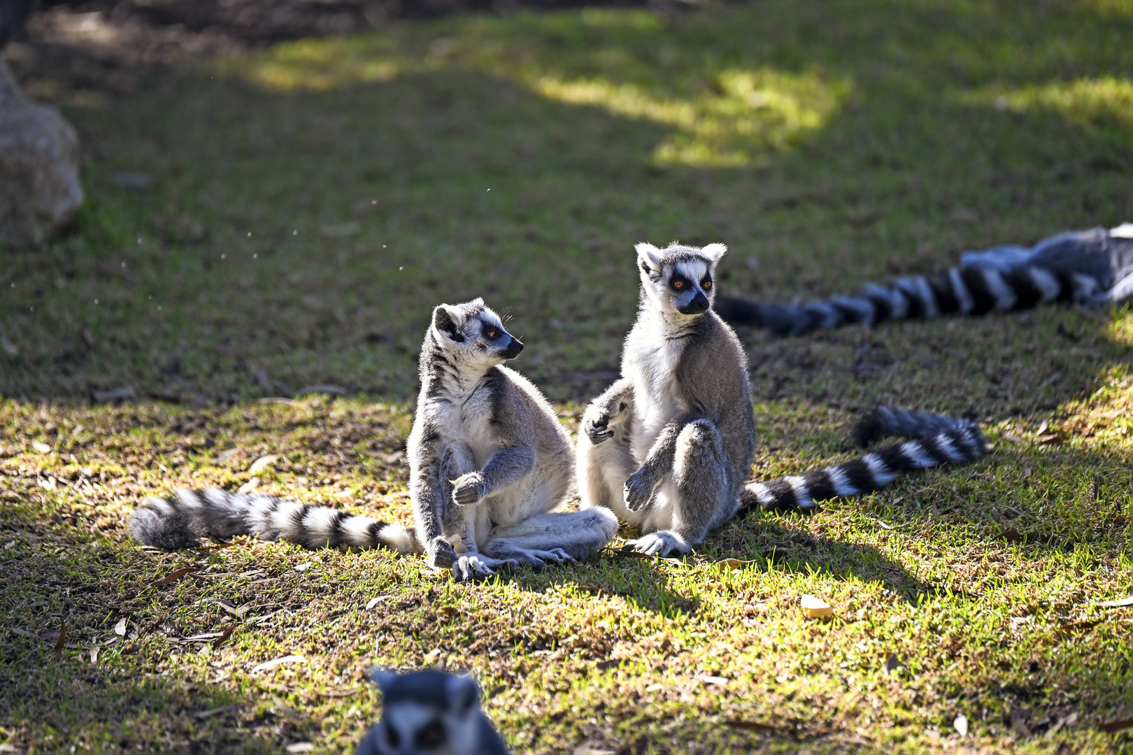 Land of the Lemurs