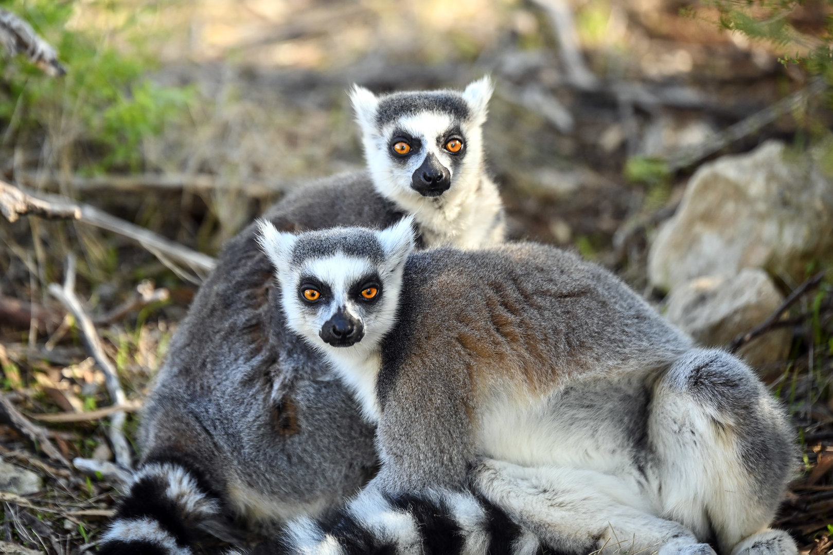 Land of the Lemurs