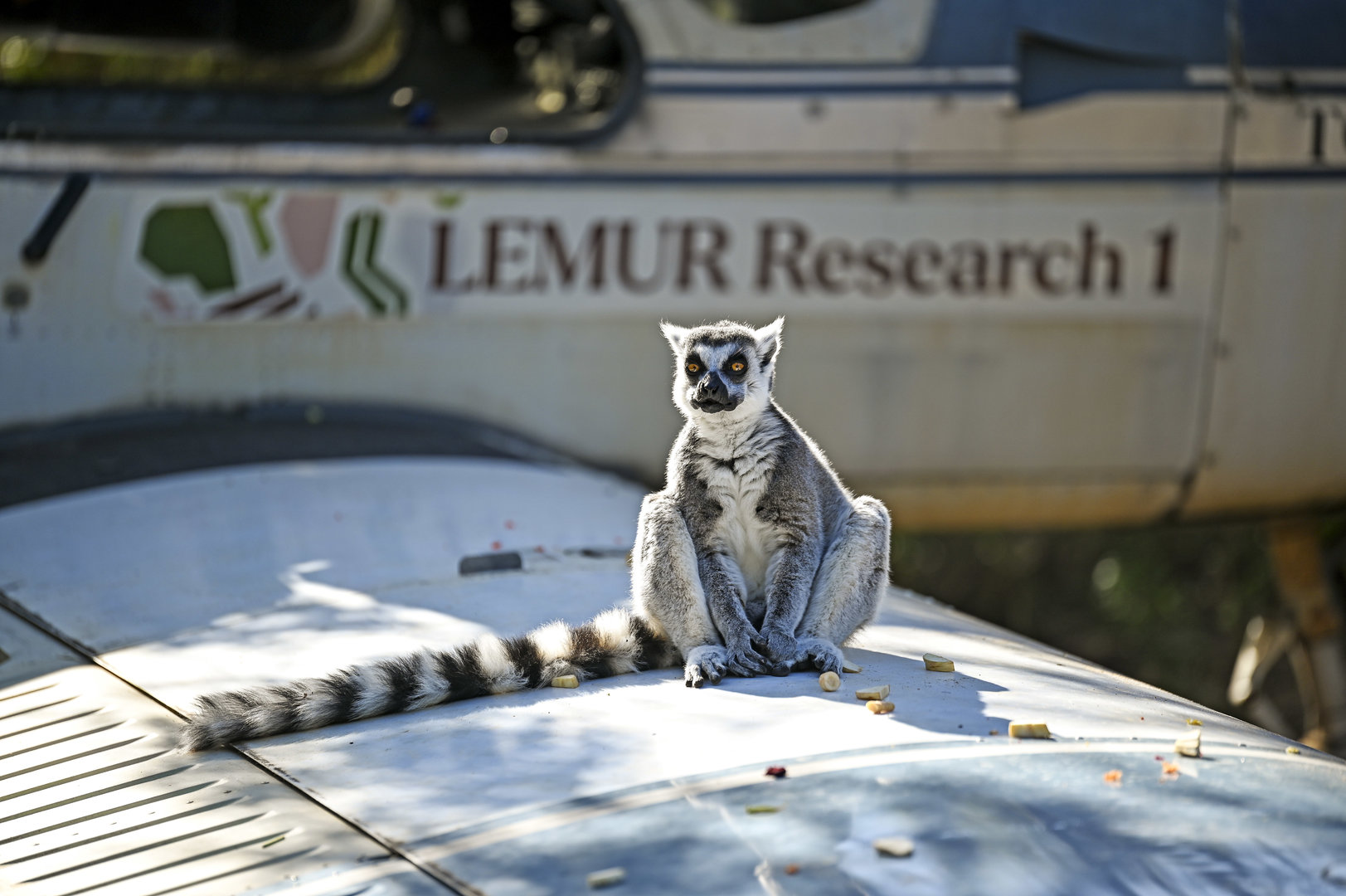 Land of the Lemurs