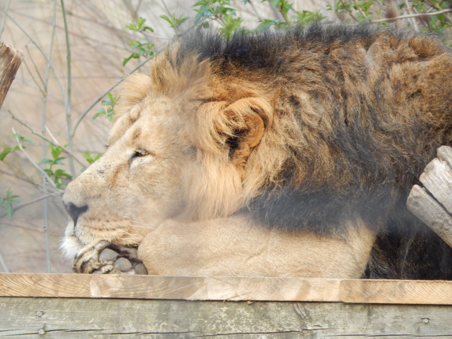 Land of the Lions - Asiatic lion 180322