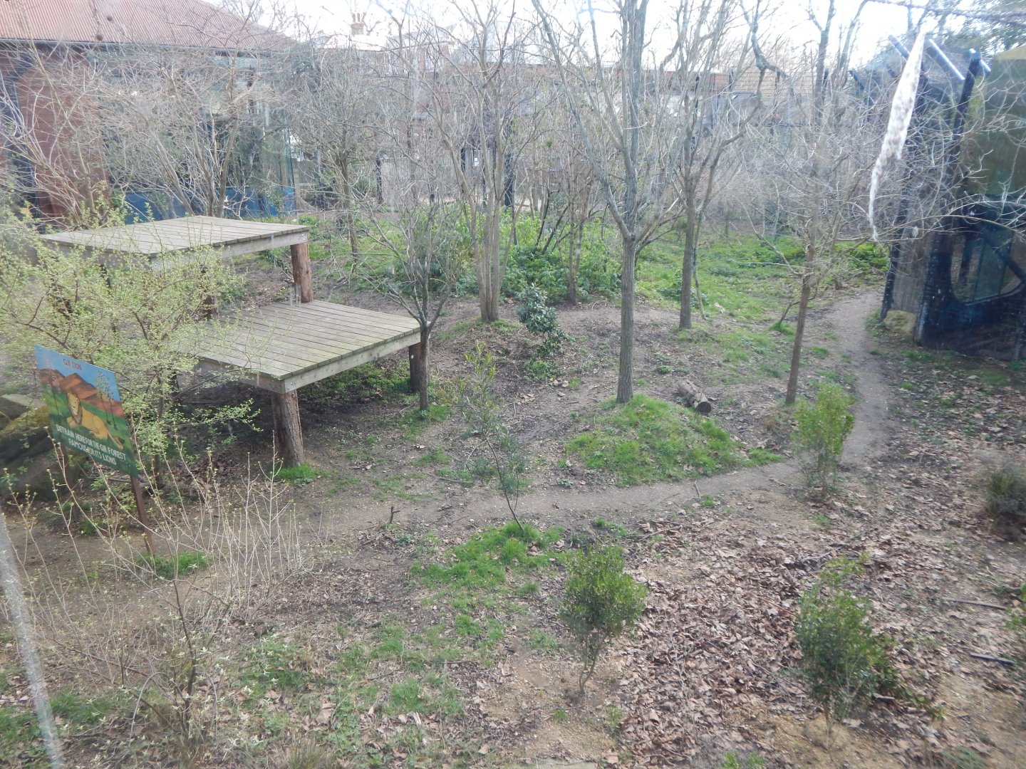 Land of the Lions - Asiatic lion exhibit 180322