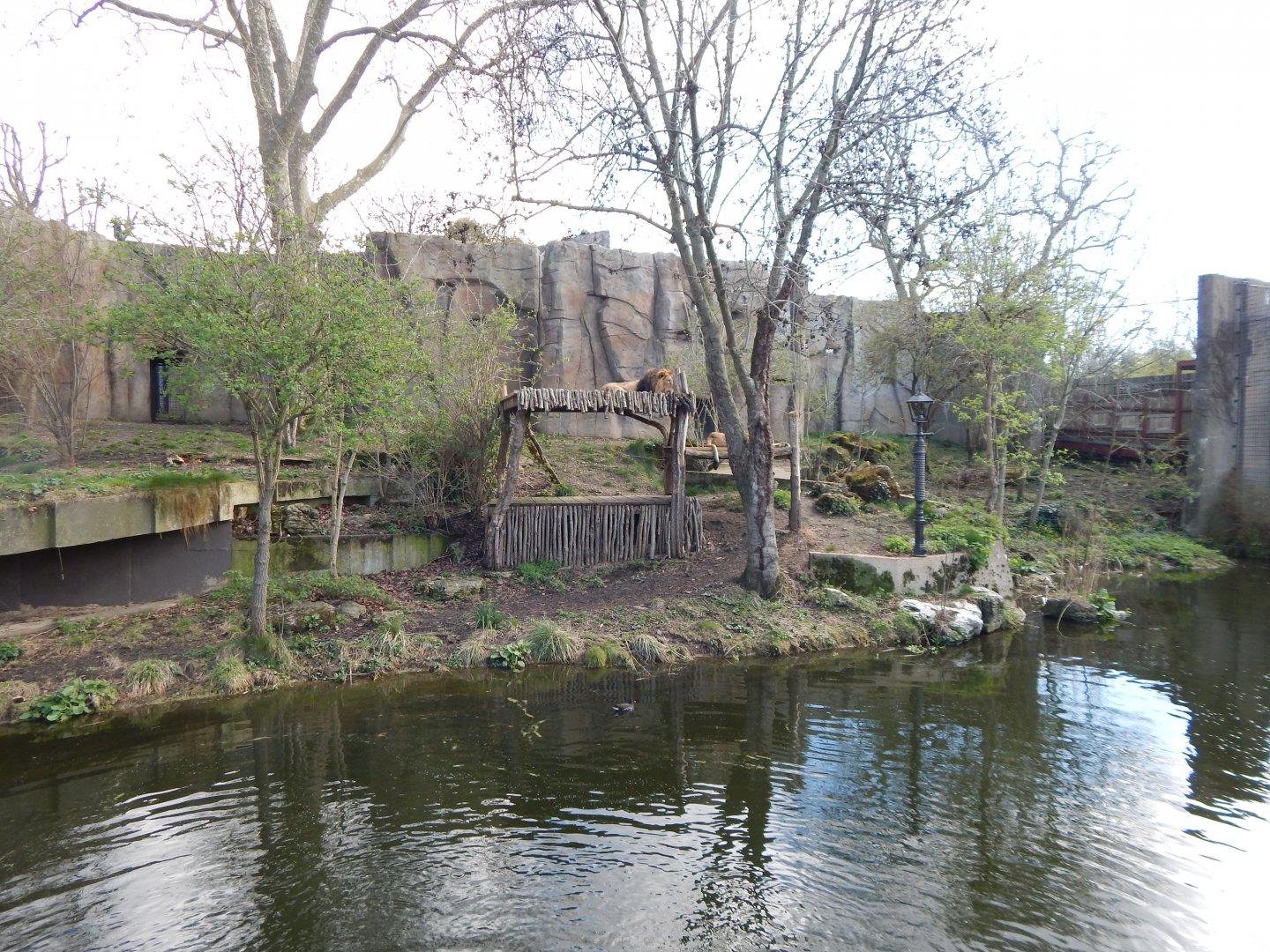 Land of the Lions - Asiatic lion exhibit 180322