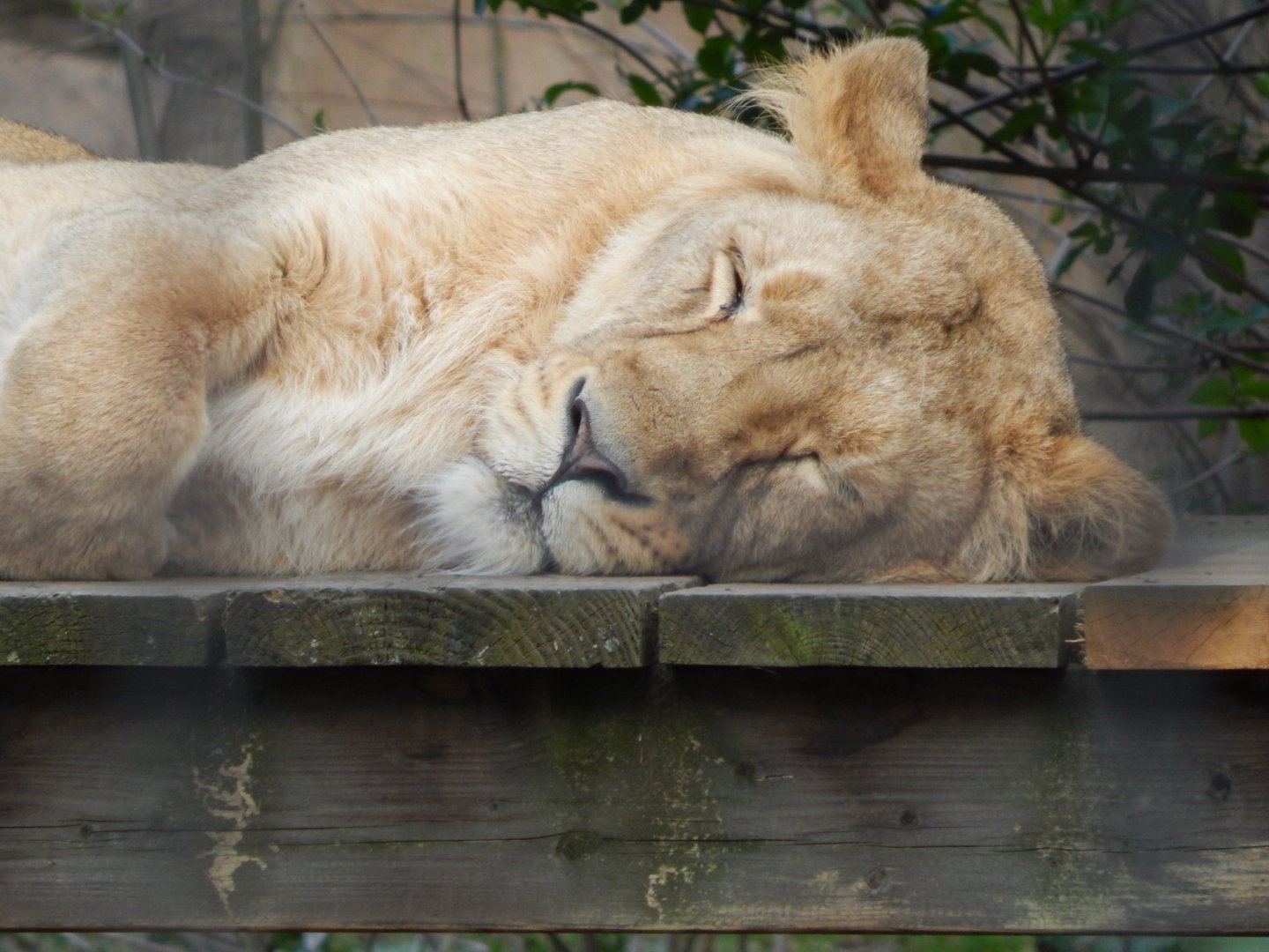 Land of the Lions - Asiatic lioness 180322