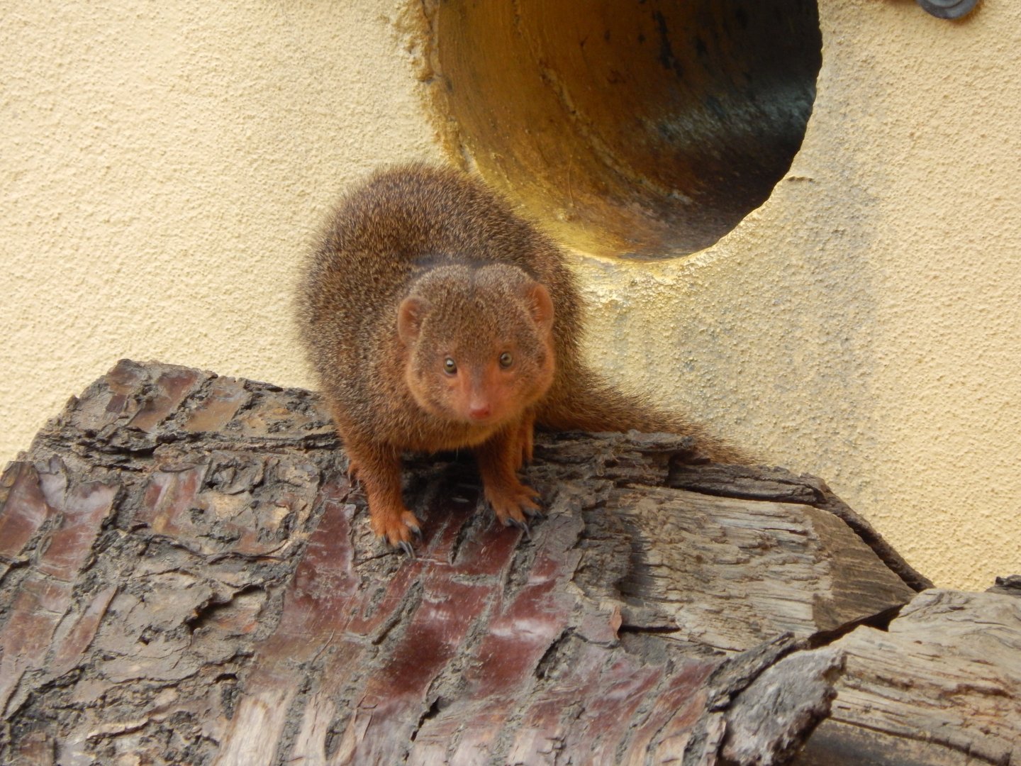 Land of the Lions - Dwarf mongoose 180322