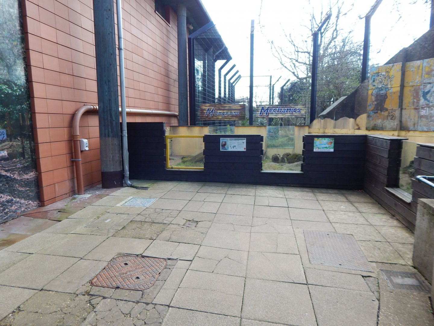 Land of the Lions - Dwarf mongoose exhibit 180322