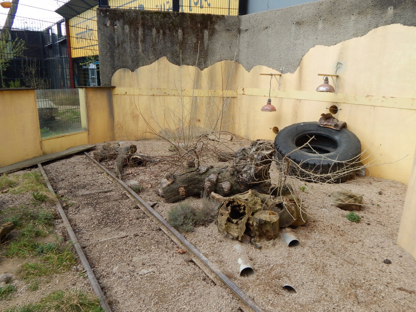 Land of the Lions - Dwarf mongoose exhibit 180322