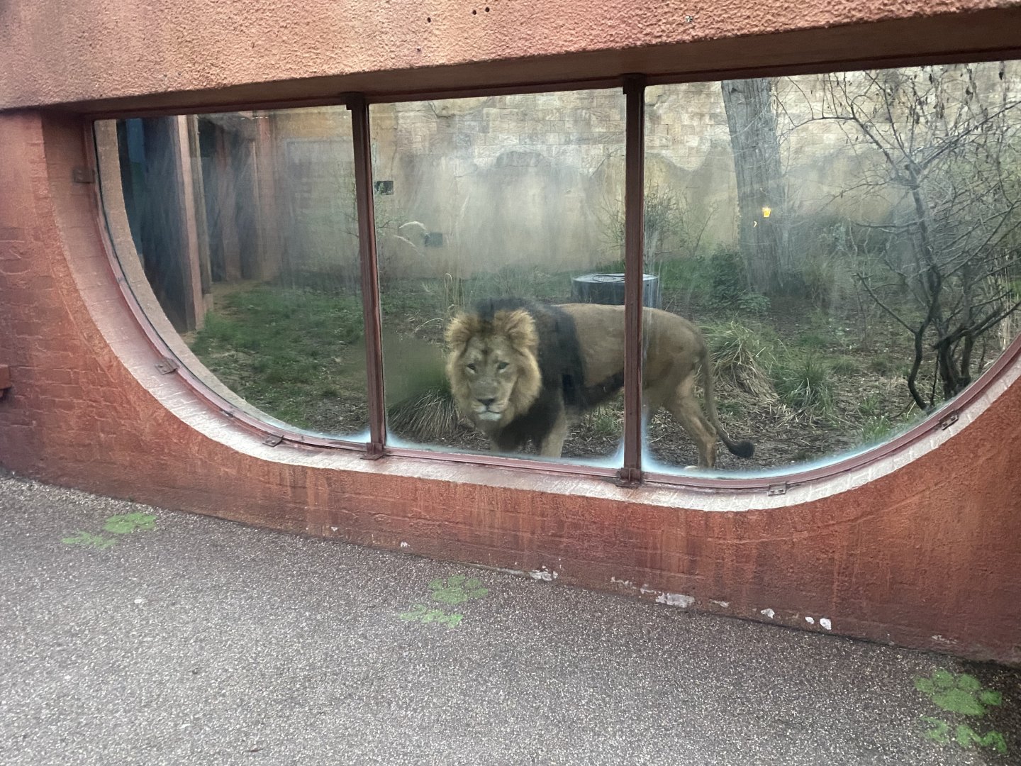 Land of the Lions (early morning) 190322