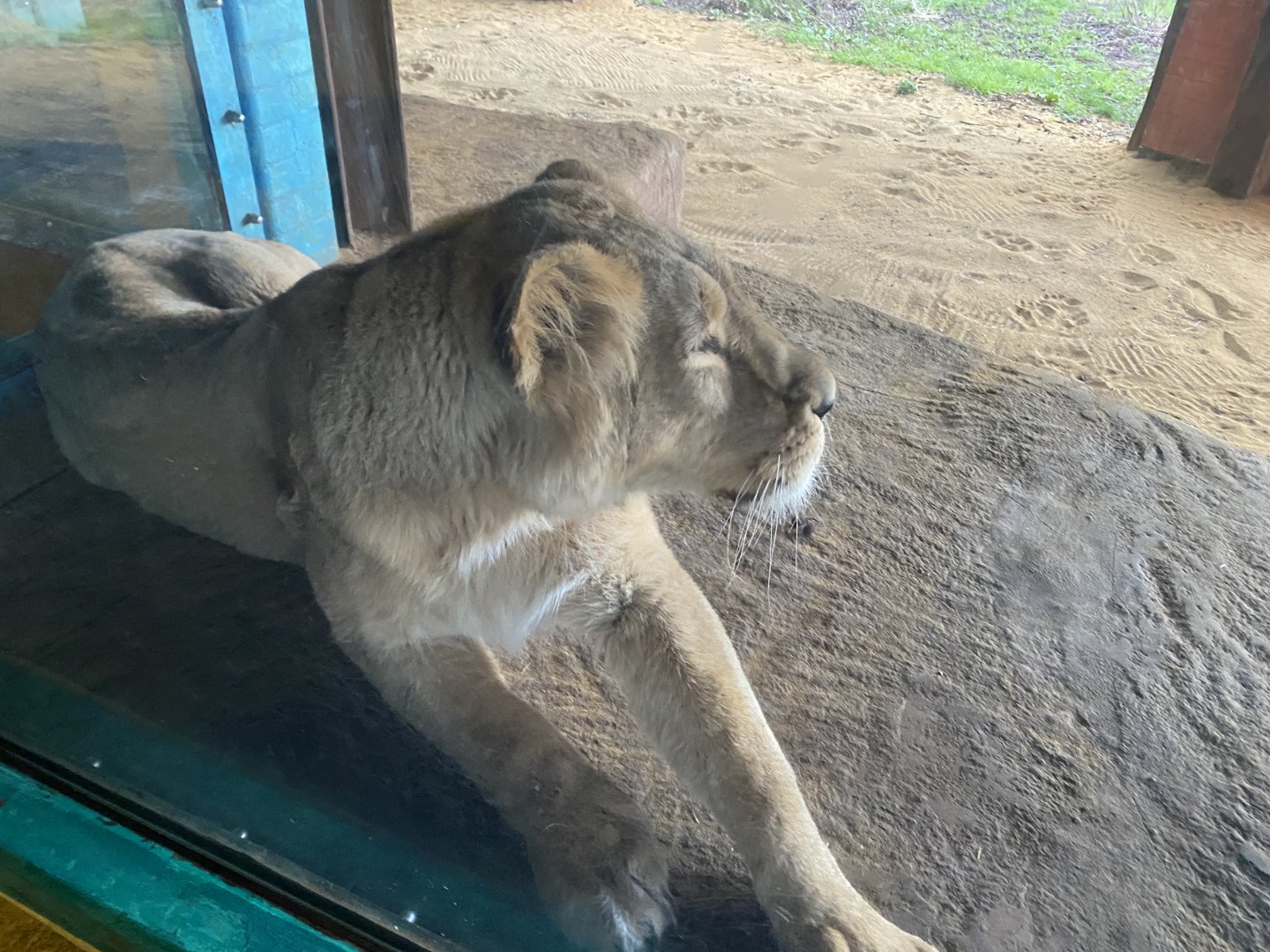 Land of the Lions (early morning) - Asiatic lion 190322
