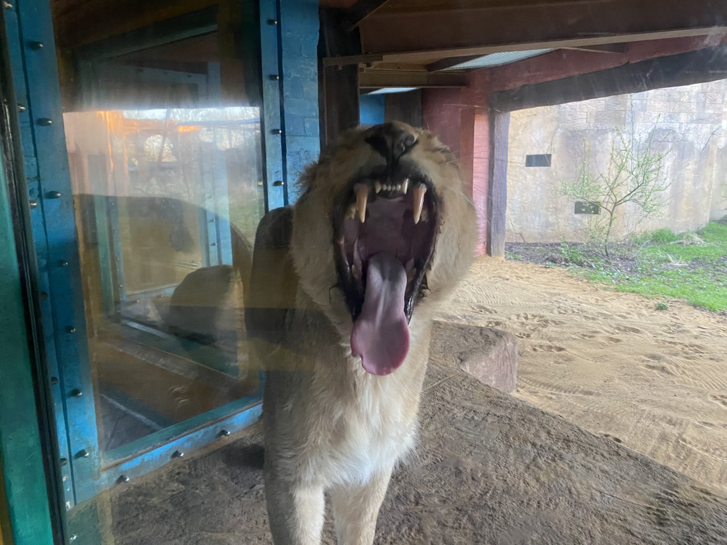 Land of the Lions (early morning) - Asiatic lion 190322