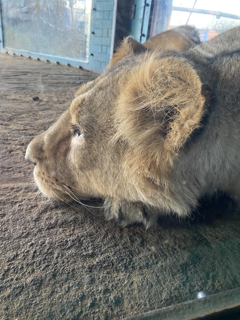 Land of the Lions (early morning) - Asiatic lion 190322