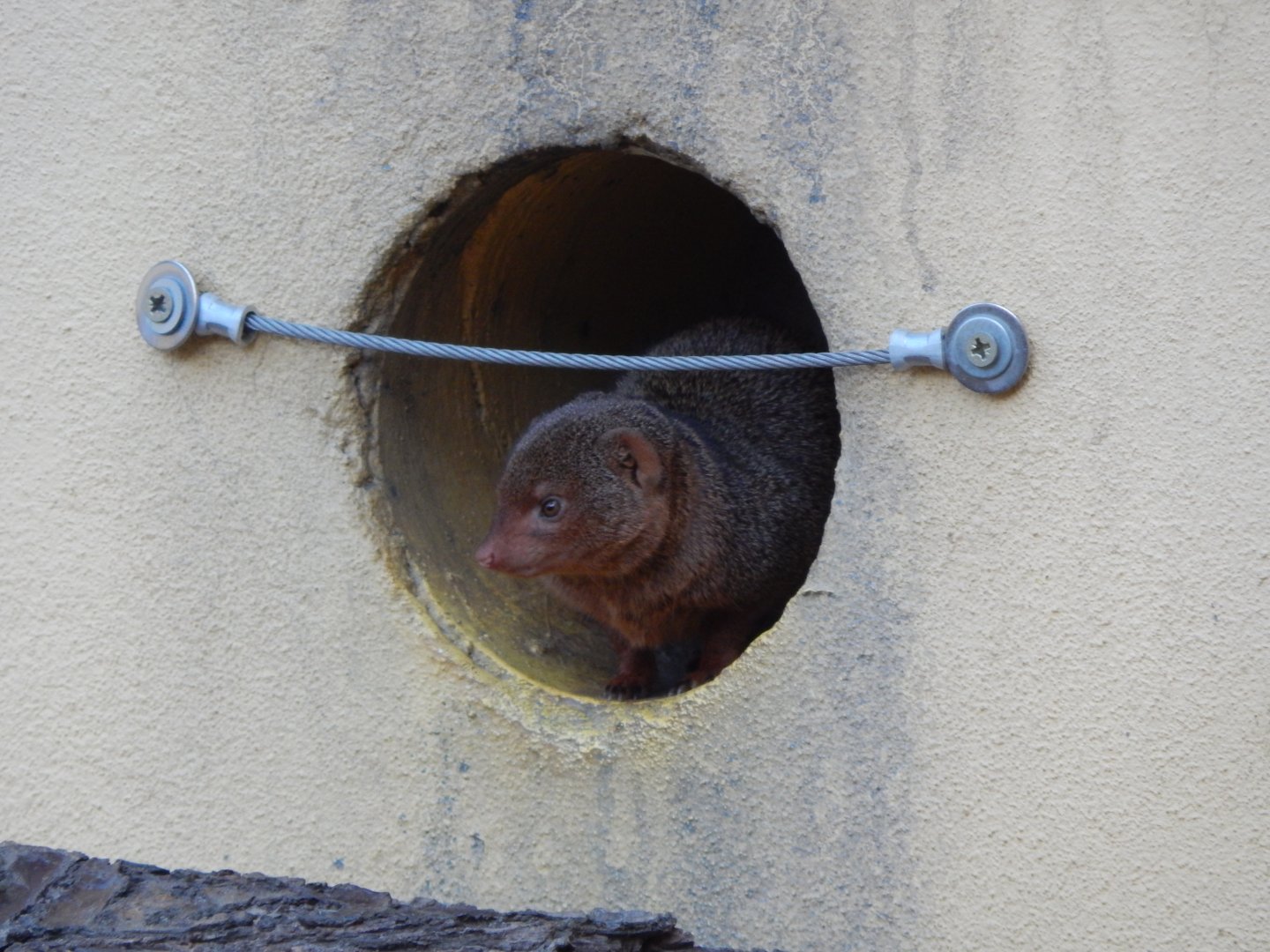 Land of the Lions (early morning) - Dwarf mongoose 190322