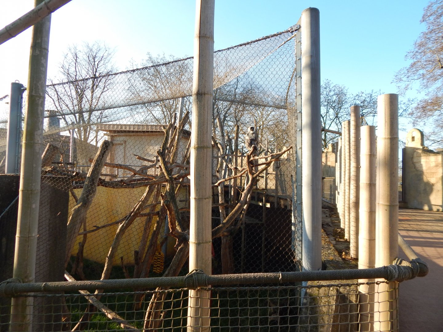 Land of the Lions (early morning) - Grey langur exhibit 190322