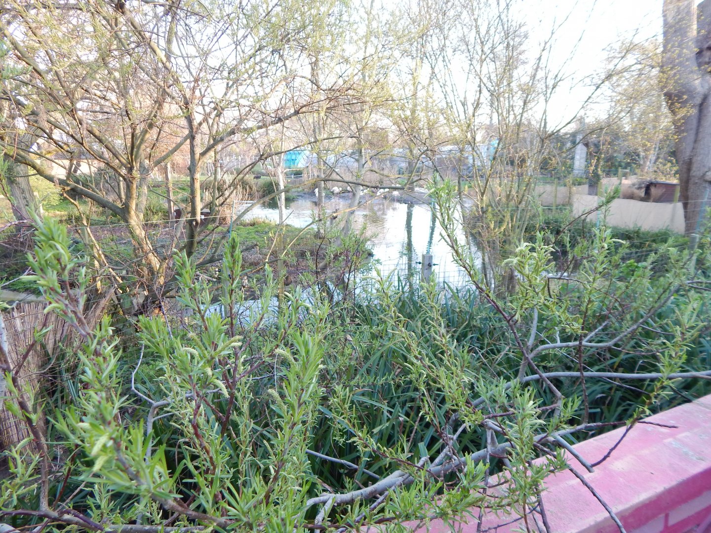 Land of the Lions (early morning) - view towards flamingos 190322