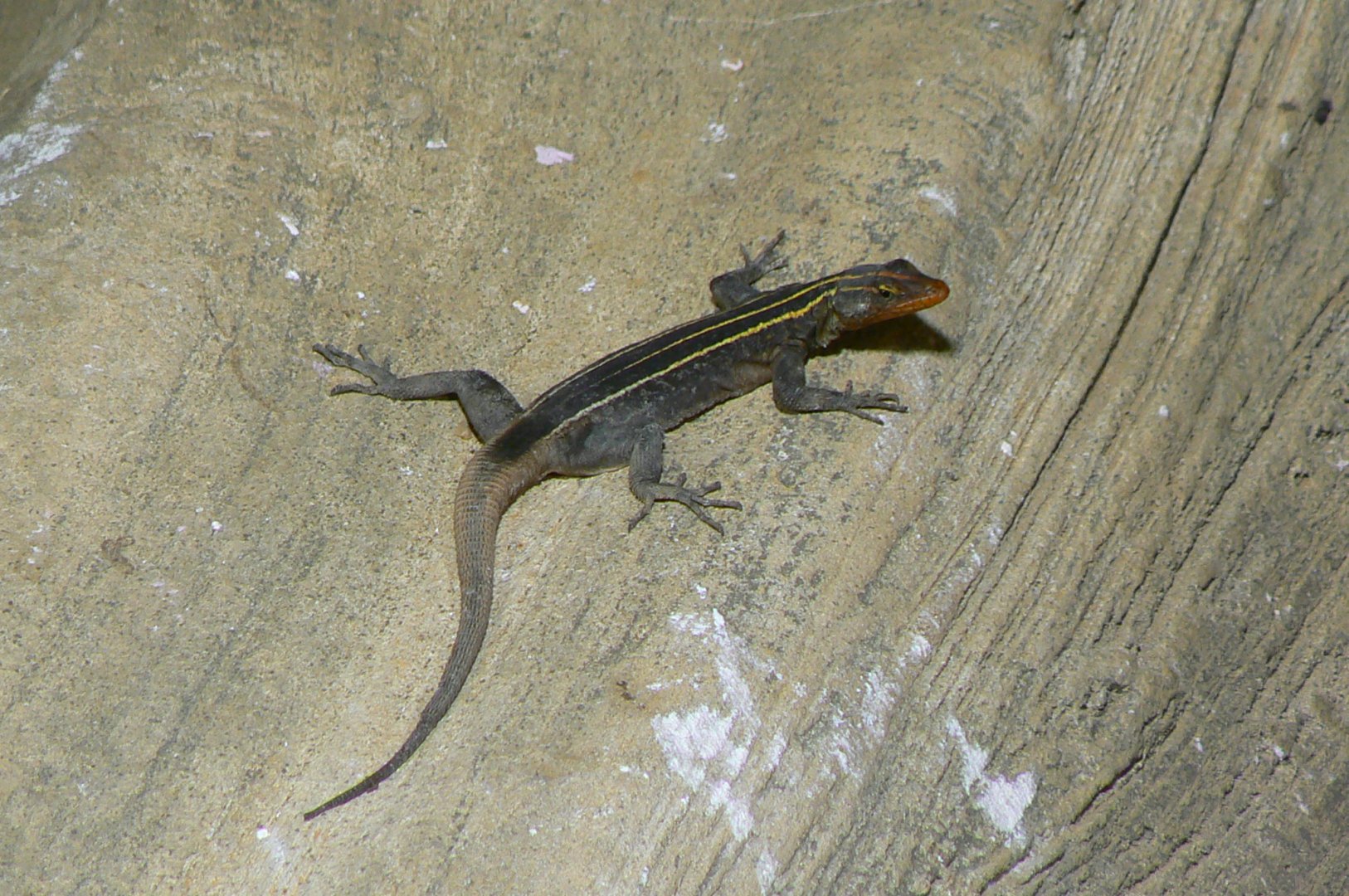Land of the lions - emperor flat lizard