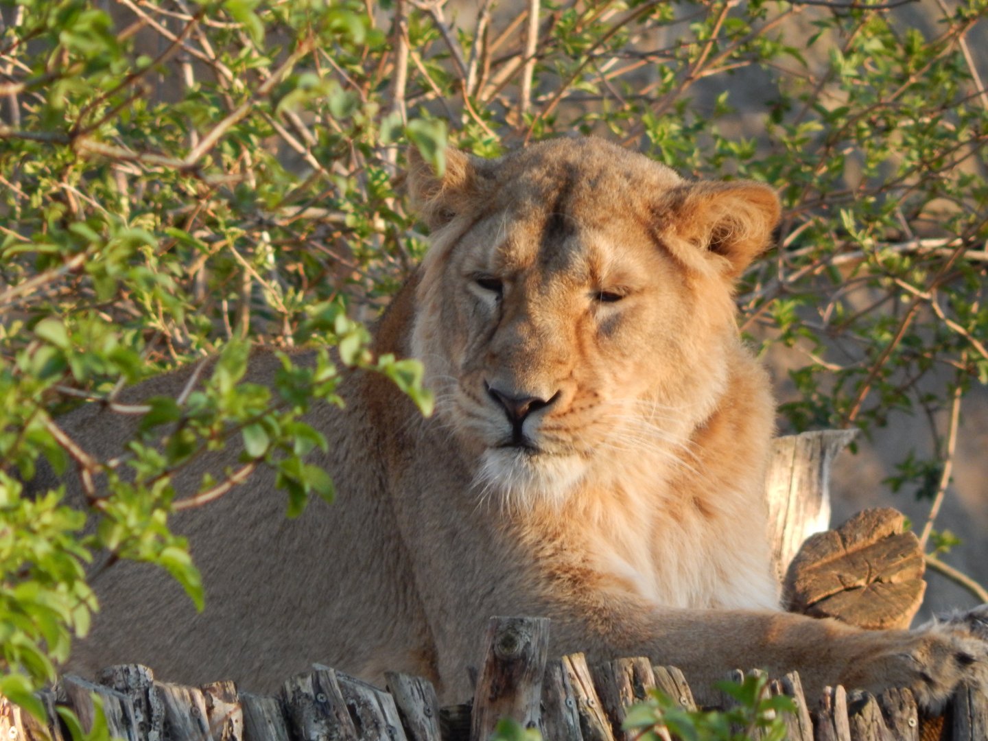 Land of the Lions (evening) - Asiatic lion 180322
