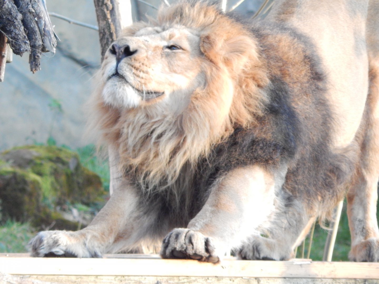 Land of the Lions (evening) - Asiatic lion 180322