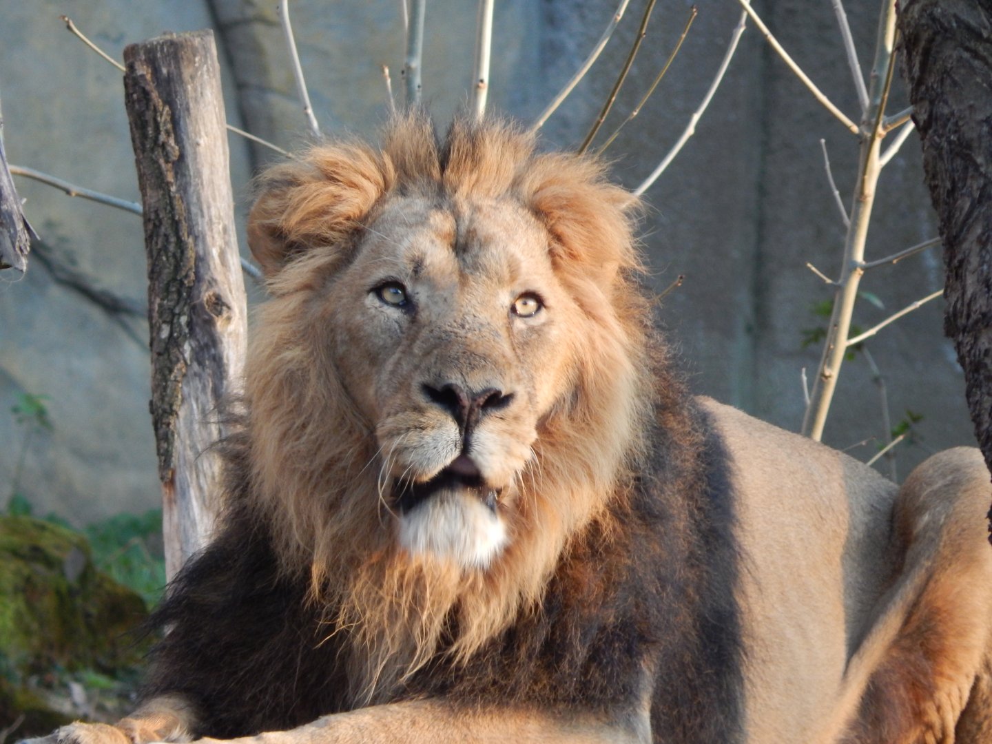 Land of the Lions (evening) - Asiatic lion 180322