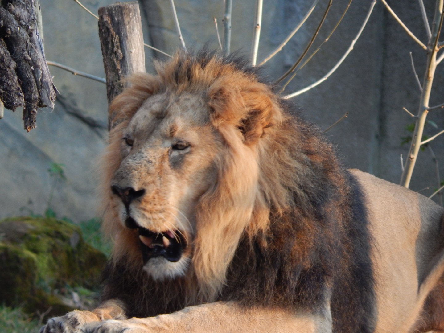 Land of the Lions (evening) - Asiatic lion 180322