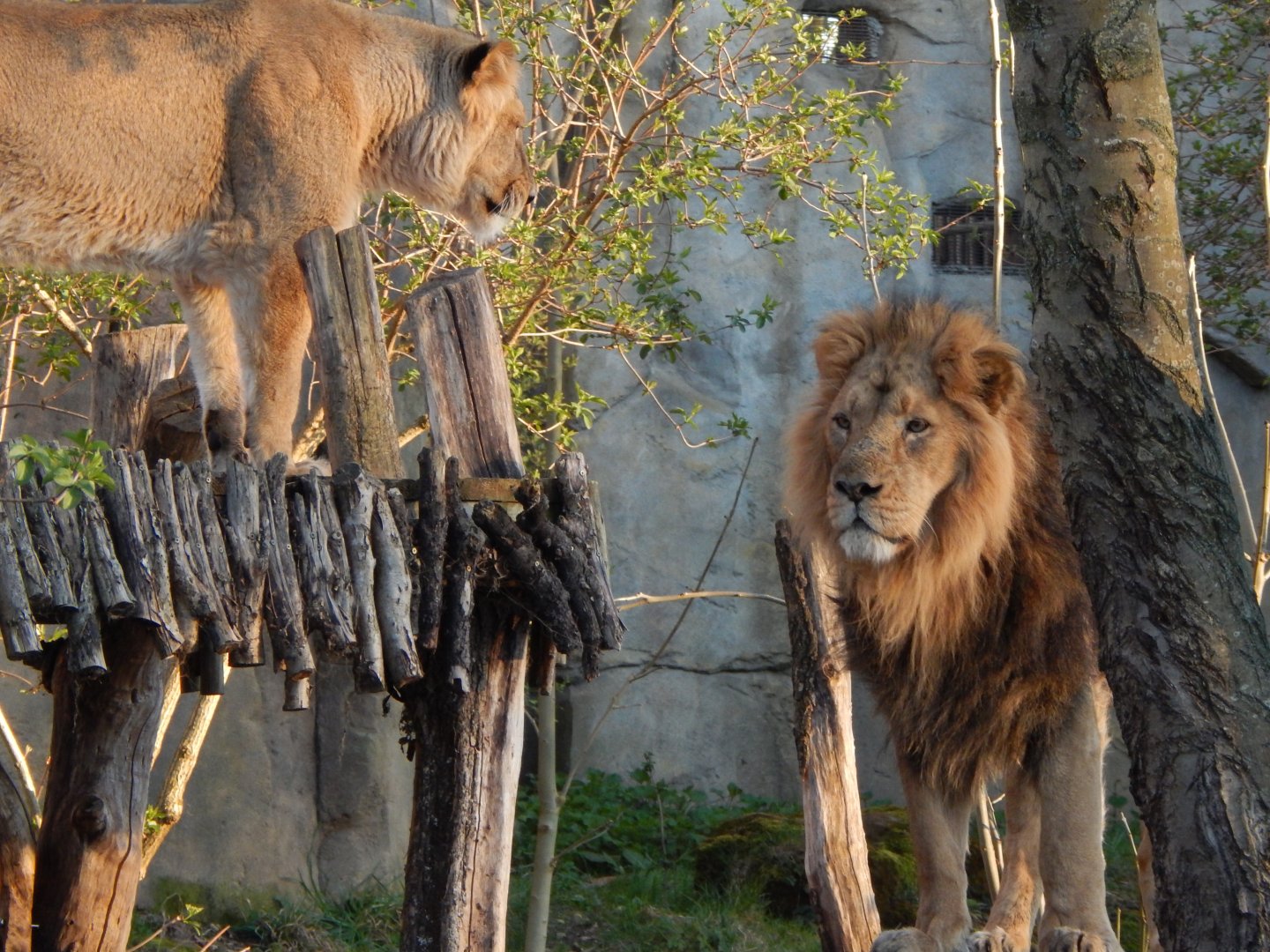 Land of the Lions (evening) - Asiatic lions 180322