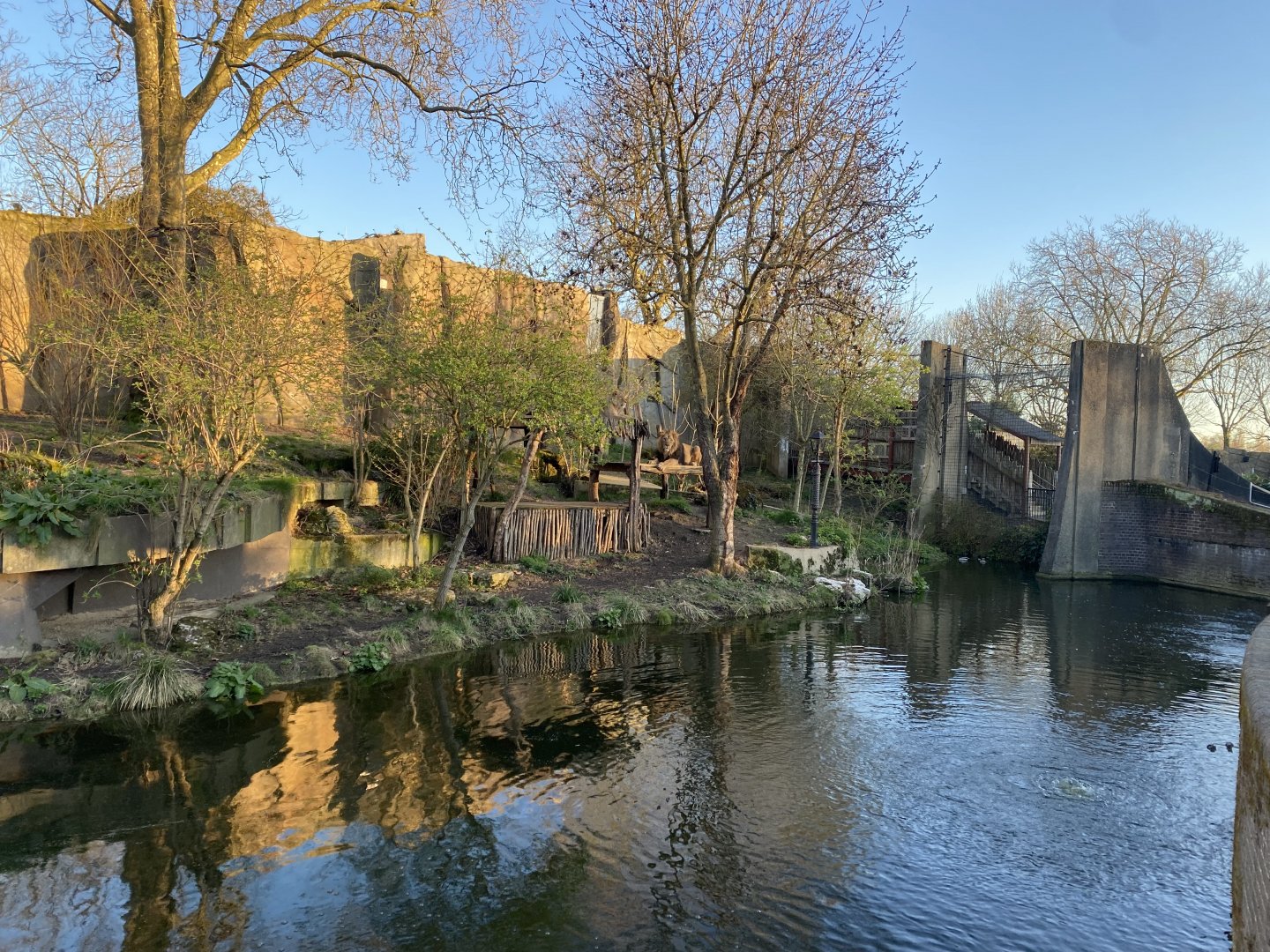 Land of the Lions (evening) - Asiatic lions exhibit 180322