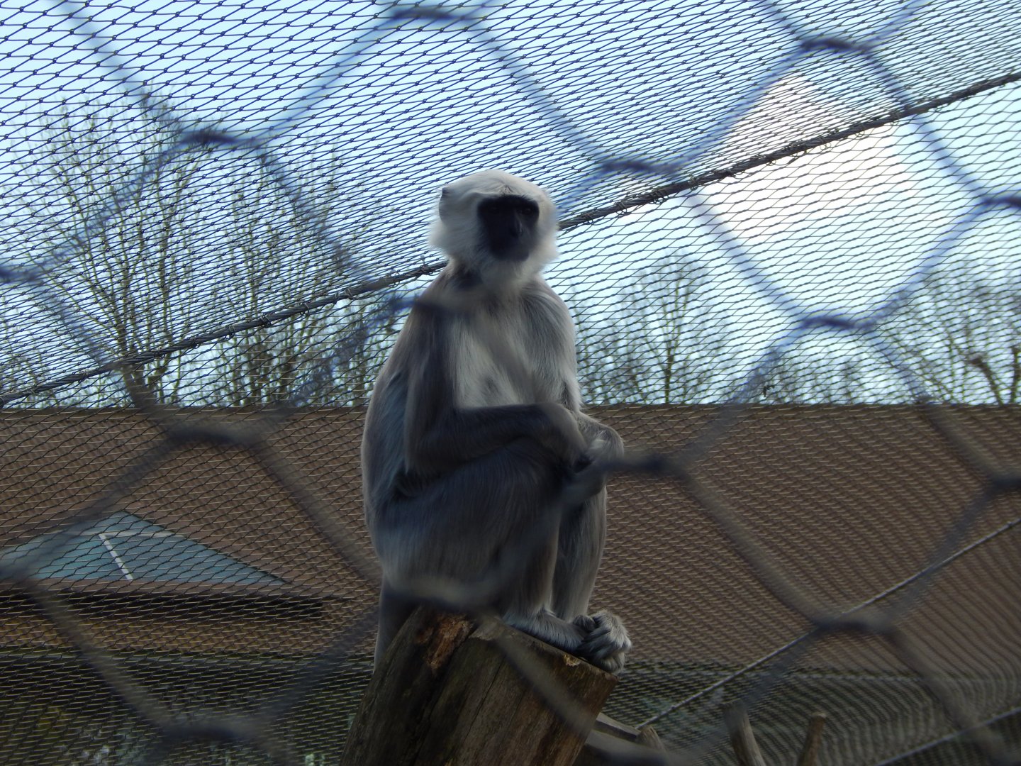 Land of the Lions - Grey langur 180322
