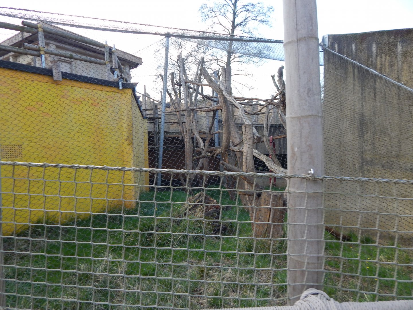 Land of the Lions - Grey langur exhibit 180322