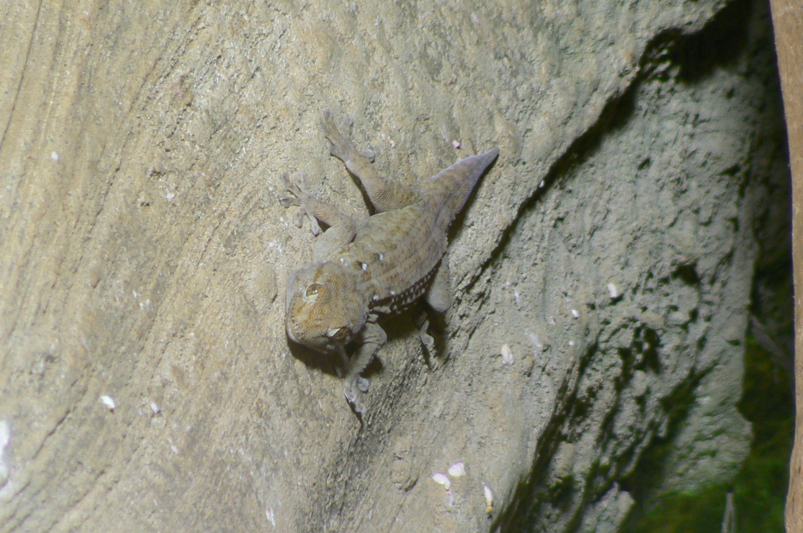 Land of the lions - ringed wall gecko