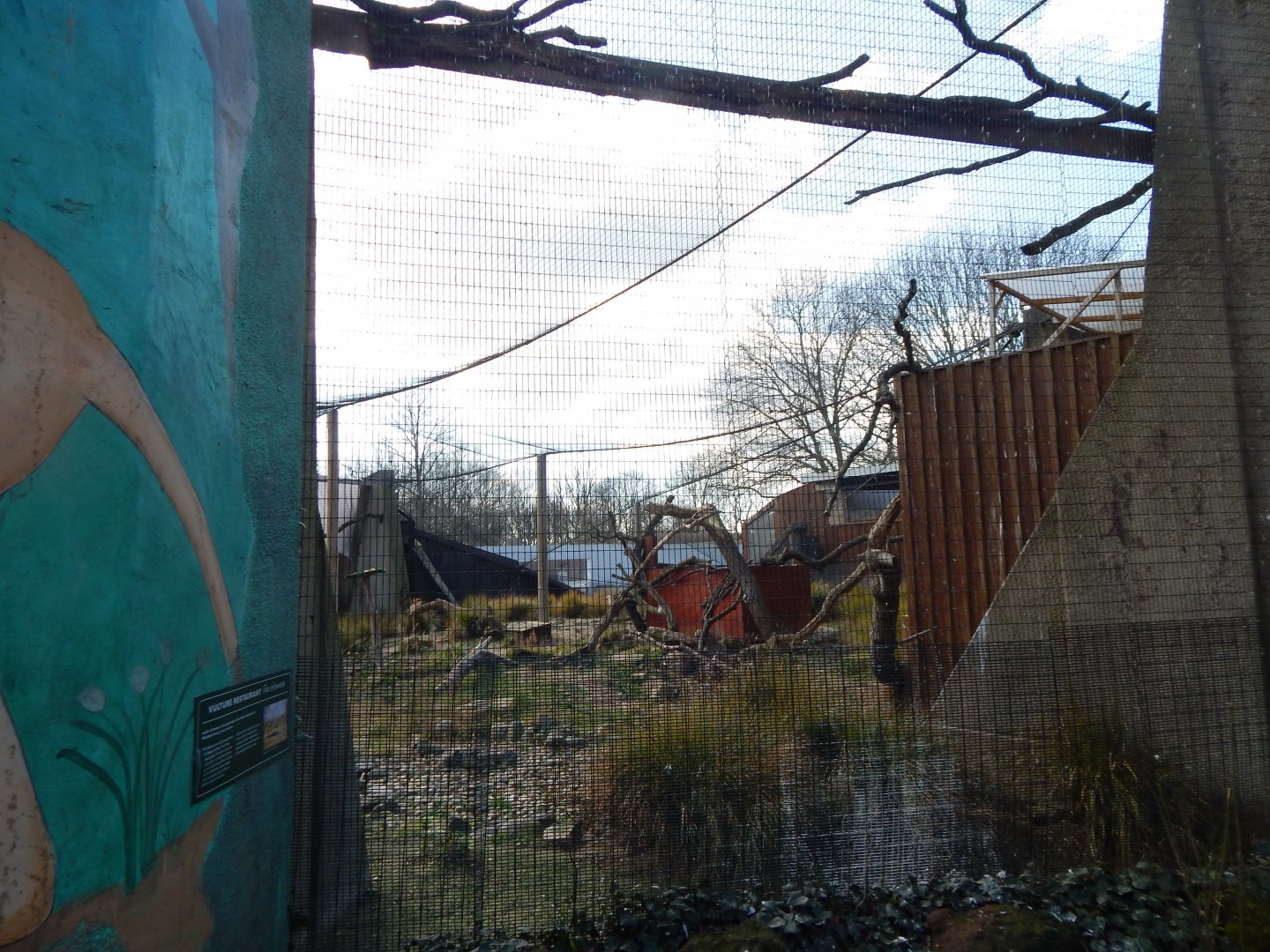 Land of the Lions - Rueppell's griffon vulture and Black kite exhibit 180322